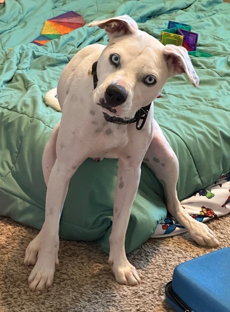 Ziggy Blue, Adoptable, Adult Male Dalmatian & Boxer.