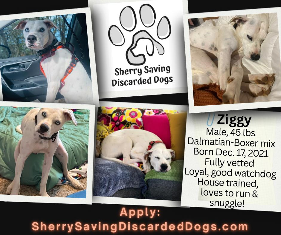 Enlarge Ziggy Blue, a Adoptable mixed breed in Ellijay, GA image 2/5