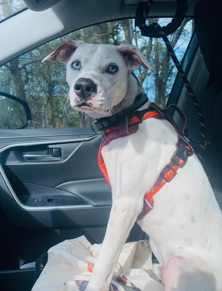 Enlarge Ziggy Blue, a Adoptable mixed breed in Ellijay, GA image 3/5