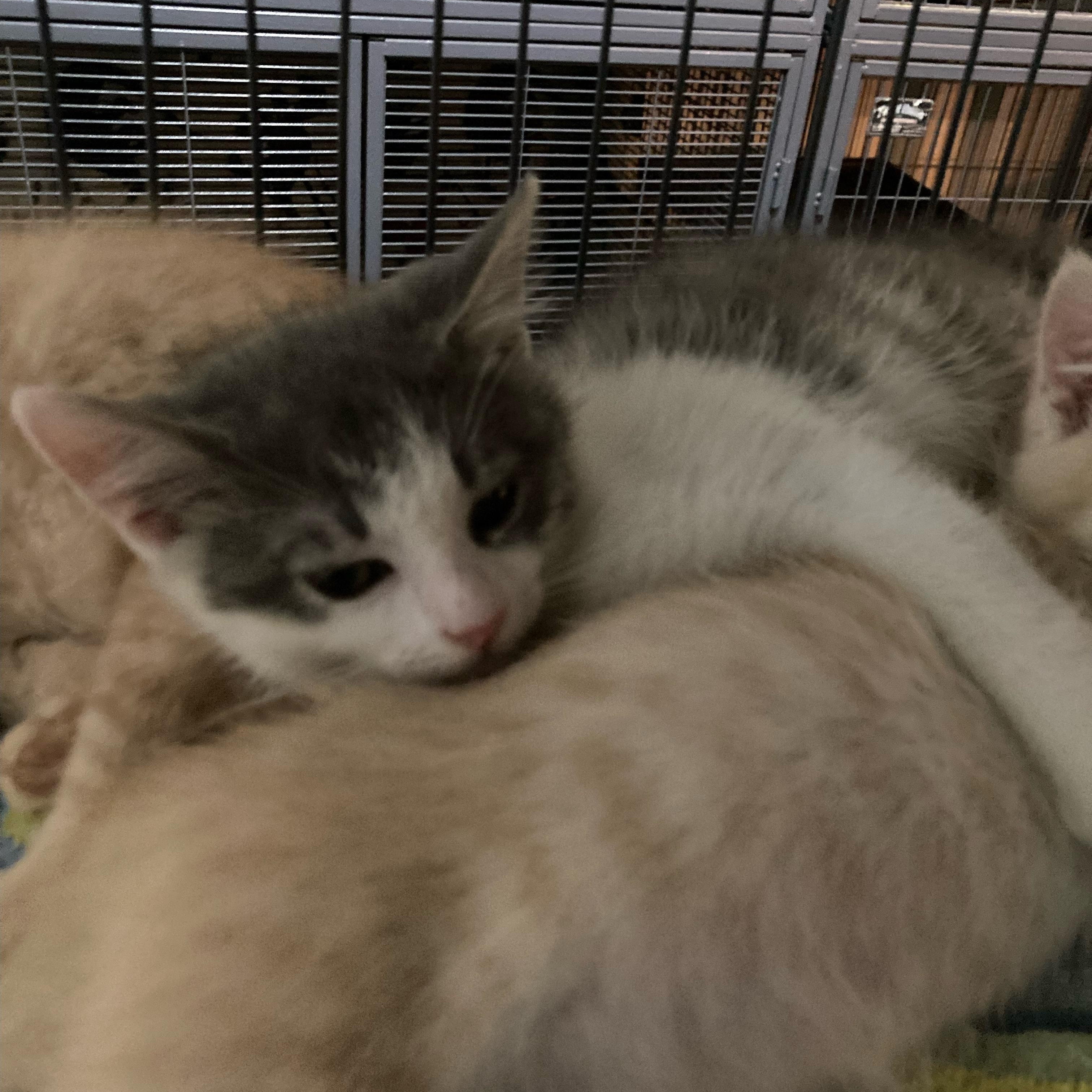 Archie, Adoptable, Kitten Male Domestic Short Hair.