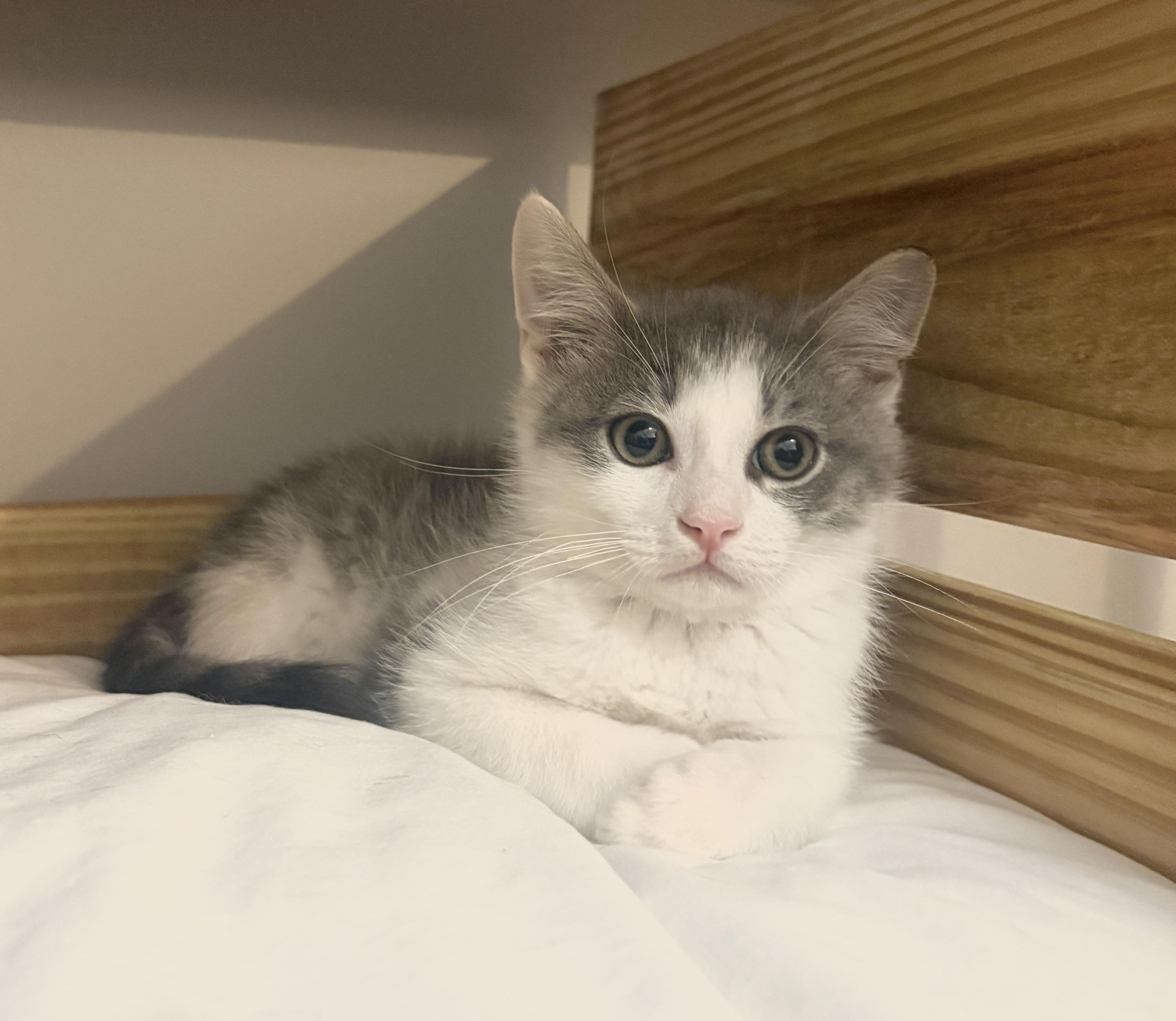 Archie, a Adoptable Domestic Short Hair in Charlotte, NC image 4/5