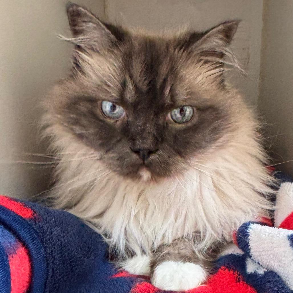 Misho, Adoptable, Senior Male Ragdoll.