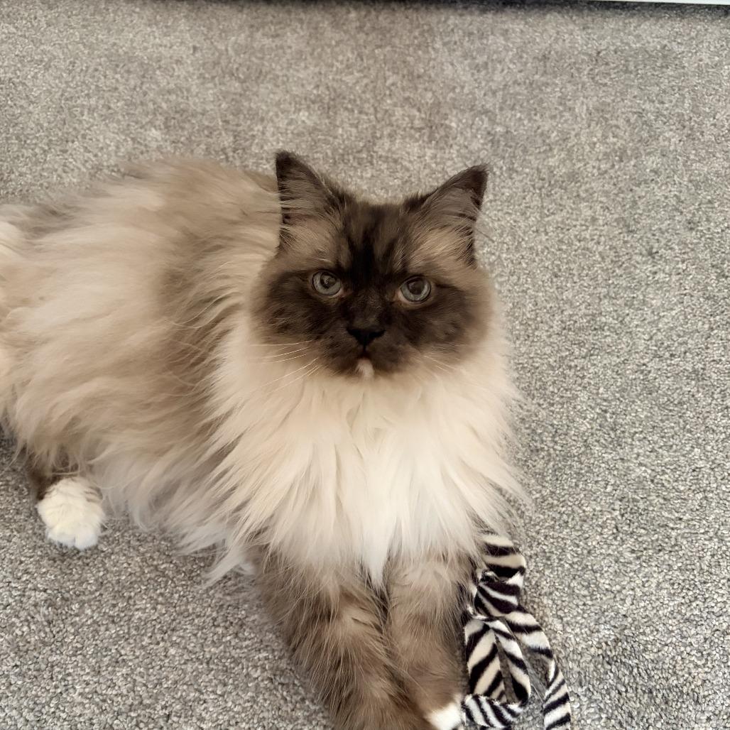 Enlarge Misho, a Adoptable Ragdoll in Naperville, IL image 2/3