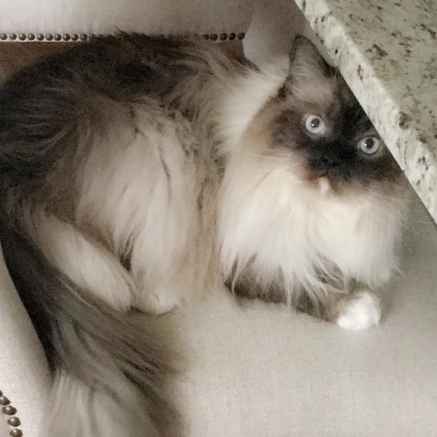 Enlarge Misho, a Adoptable Ragdoll in Naperville, IL image 3/3