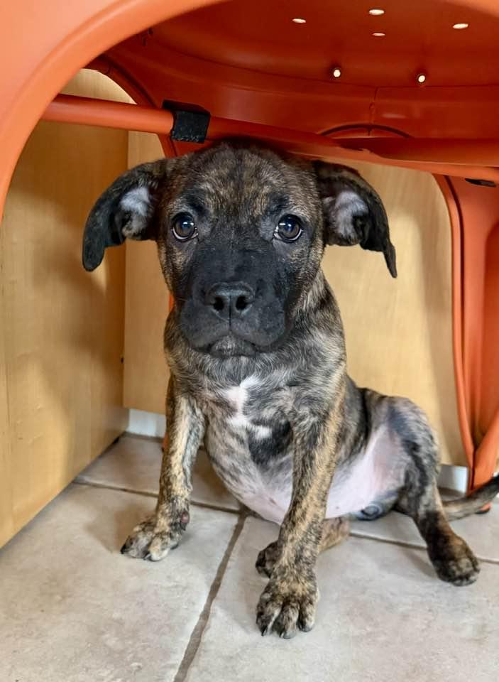 Lamictal, Adoptable, Puppy Female Boxer & Pug.