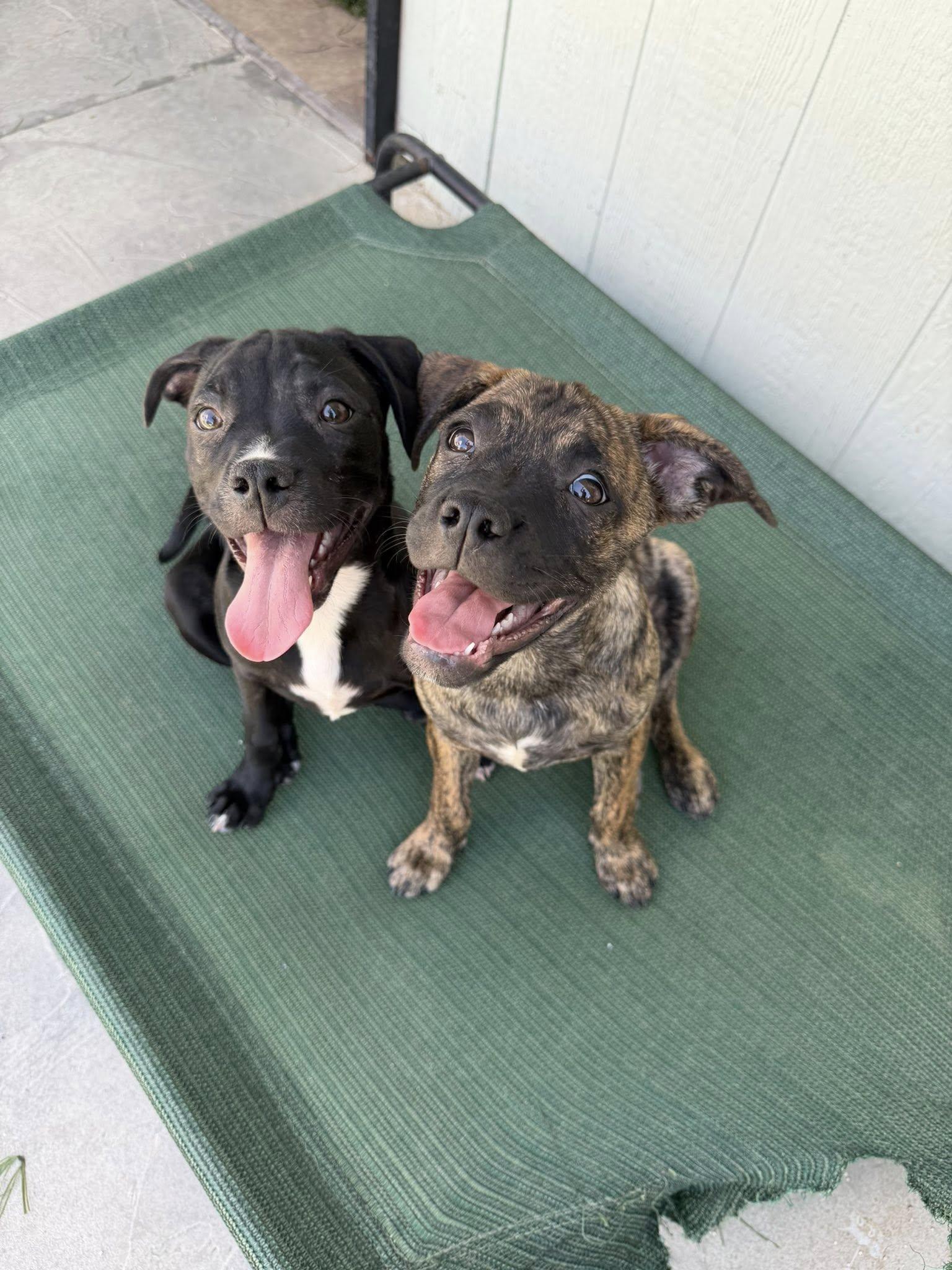 Enlarge Lamictal, a Adoptable mixed breed in Phoenix, AZ image 1/2