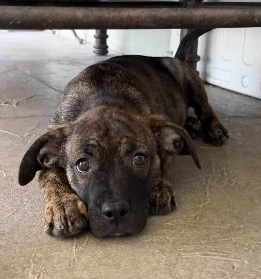 Enlarge Lamictal, a Adoptable mixed breed in Phoenix, AZ image 2/2