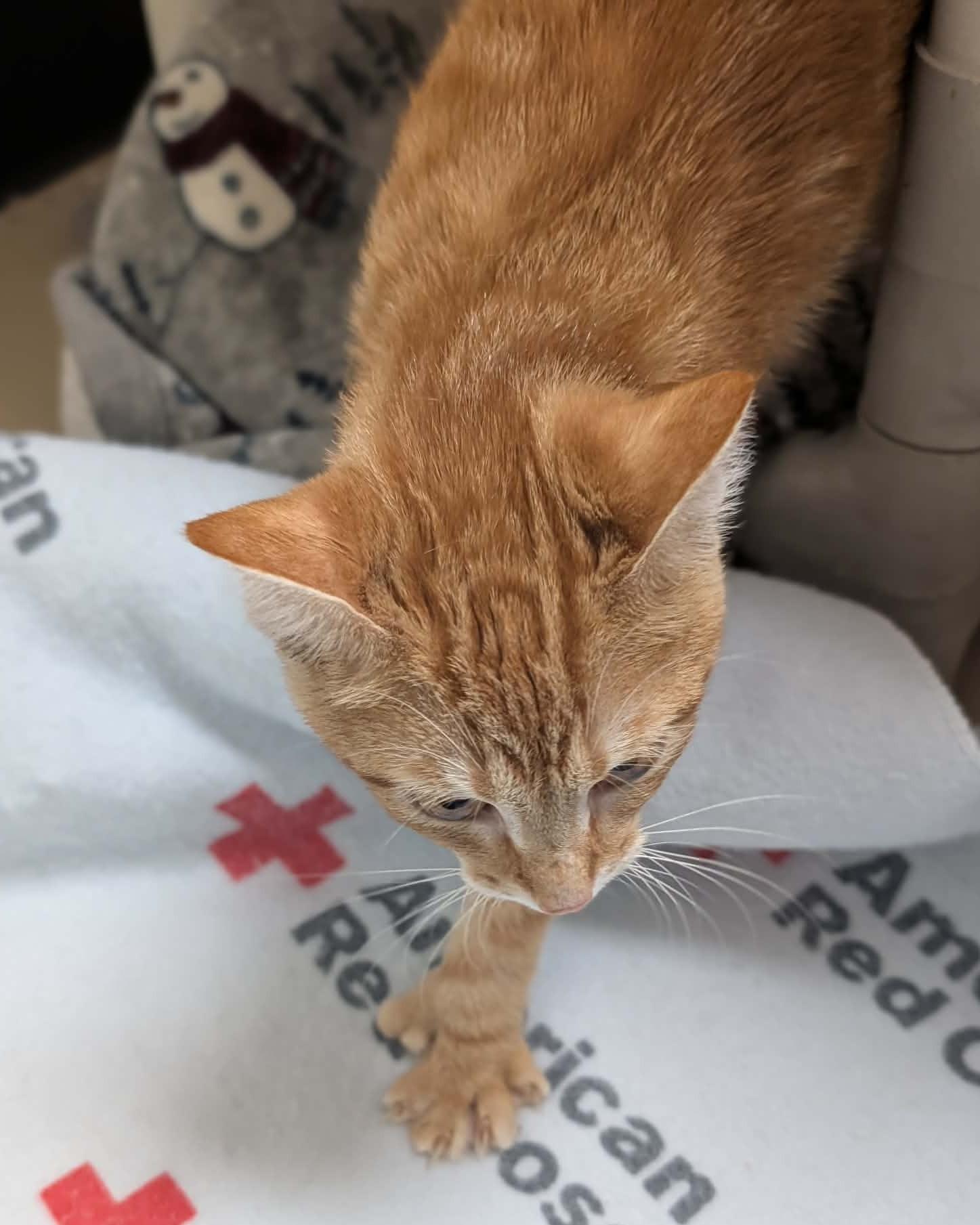 Enlarge Oregano, an adopted mixed breed in Springfield, IL image 5/5