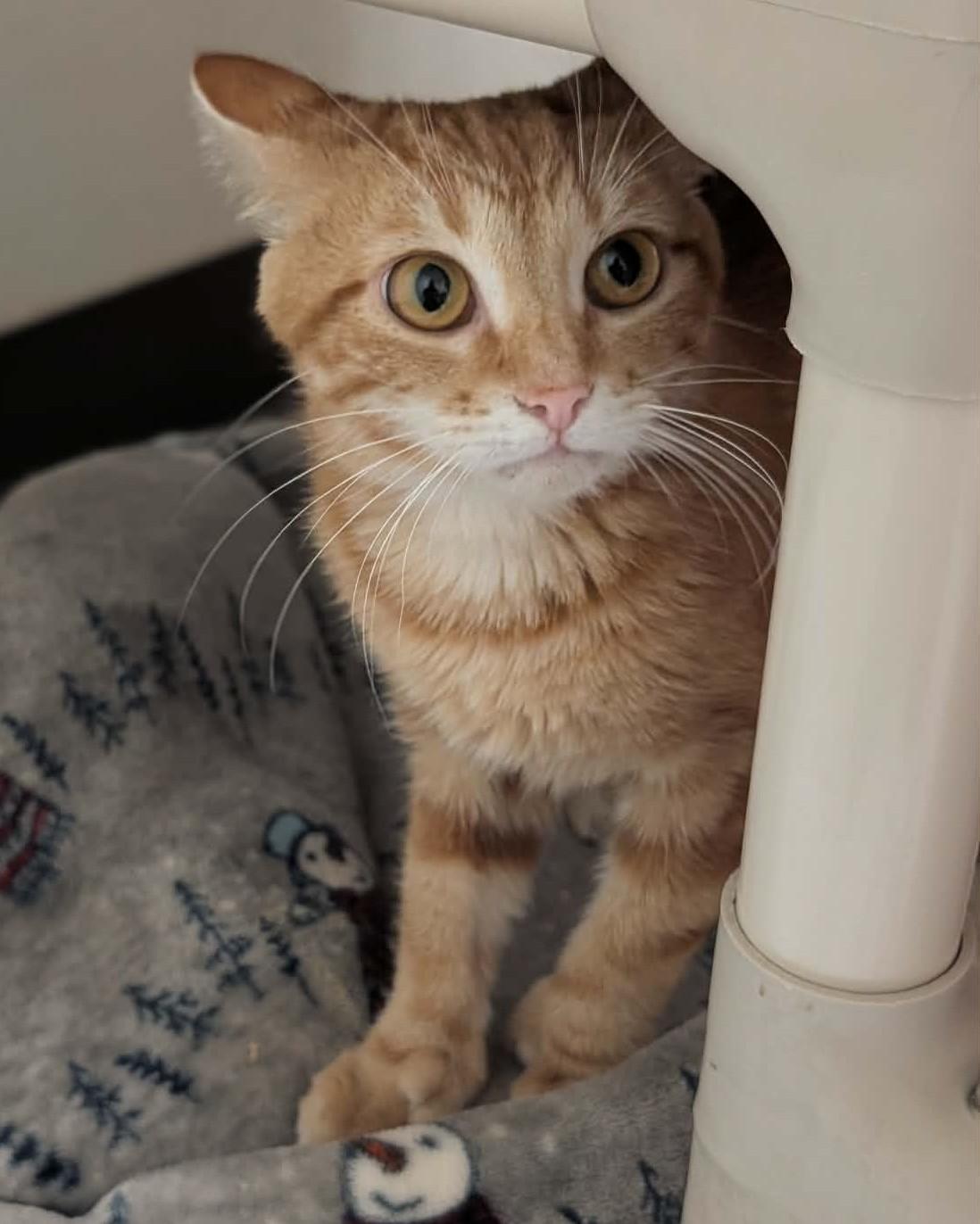 Enlarge Oregano, an adopted mixed breed in Springfield, IL image 3/5