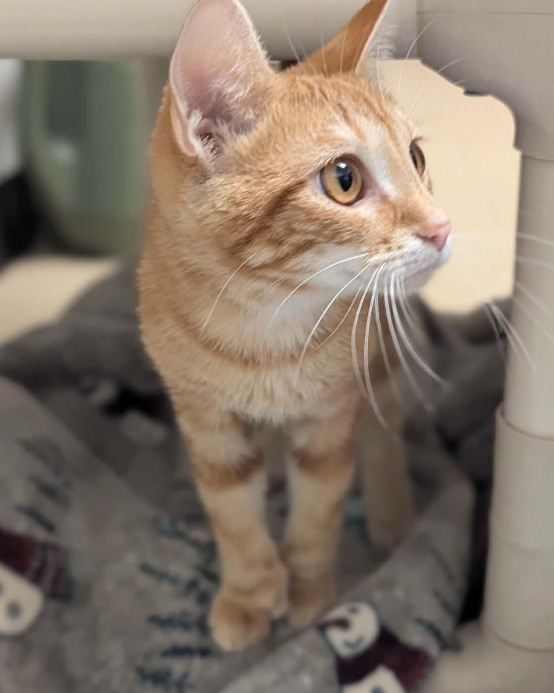 Enlarge Oregano, an adopted mixed breed in Springfield, IL image 1/5