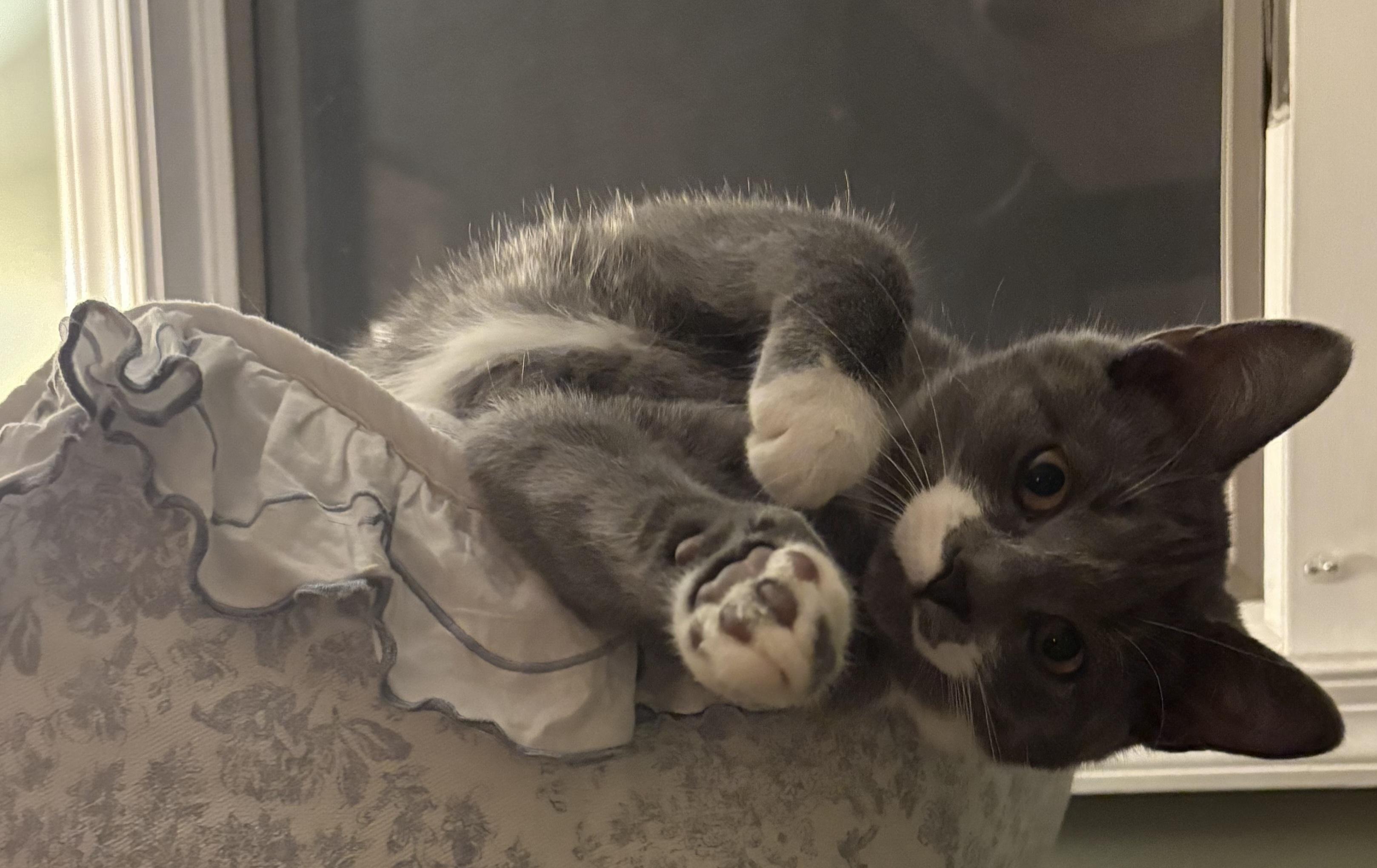 Enlarge Nesta and Azriel , a ADOPTABLE Domestic Short Hair in Bear, DE image 1/4