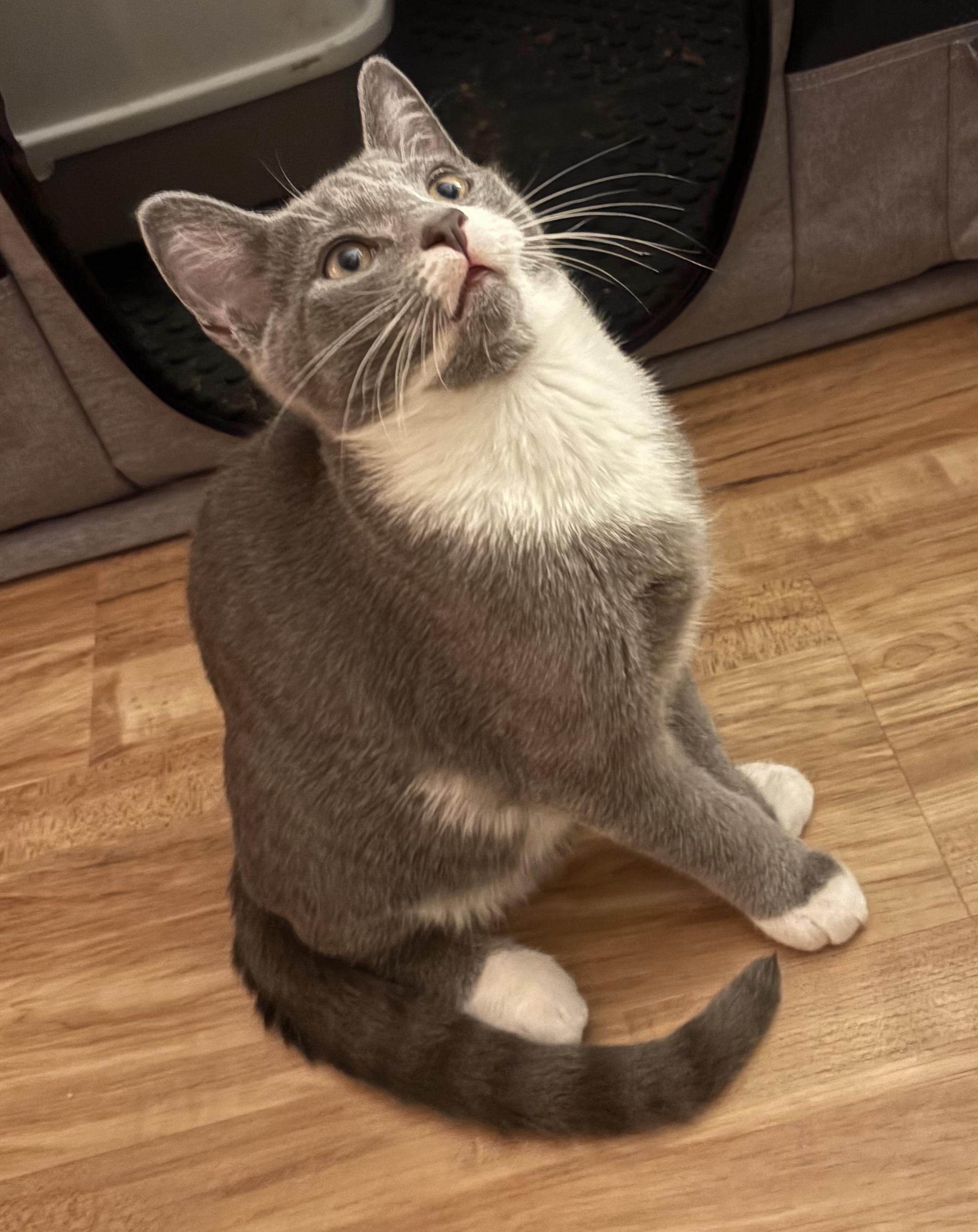 Enlarge Nesta and Azriel , a ADOPTABLE Domestic Short Hair in Bear, DE image 2/4