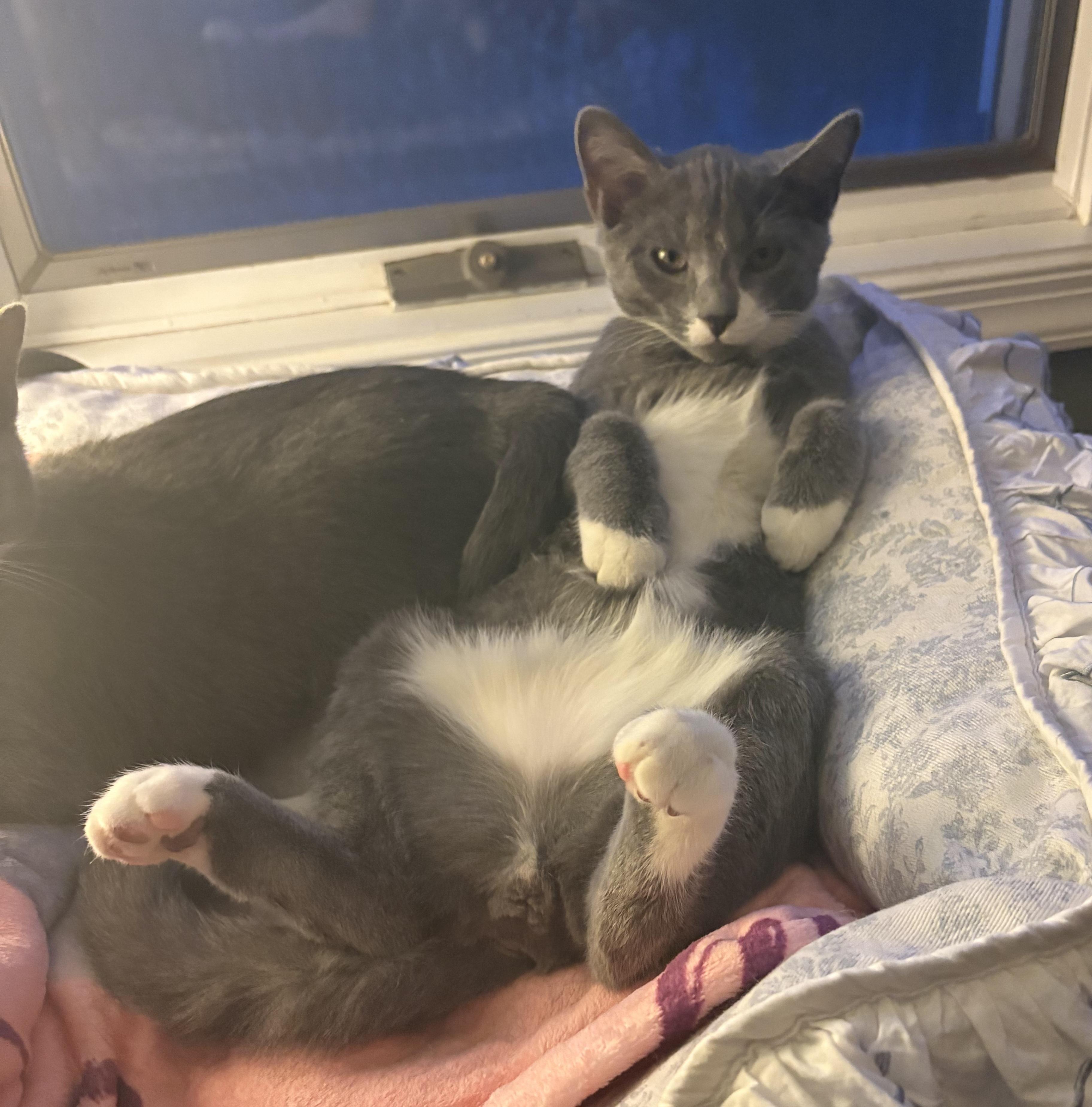 Enlarge Nesta and Azriel , a ADOPTABLE Domestic Short Hair in Bear, DE image 3/4