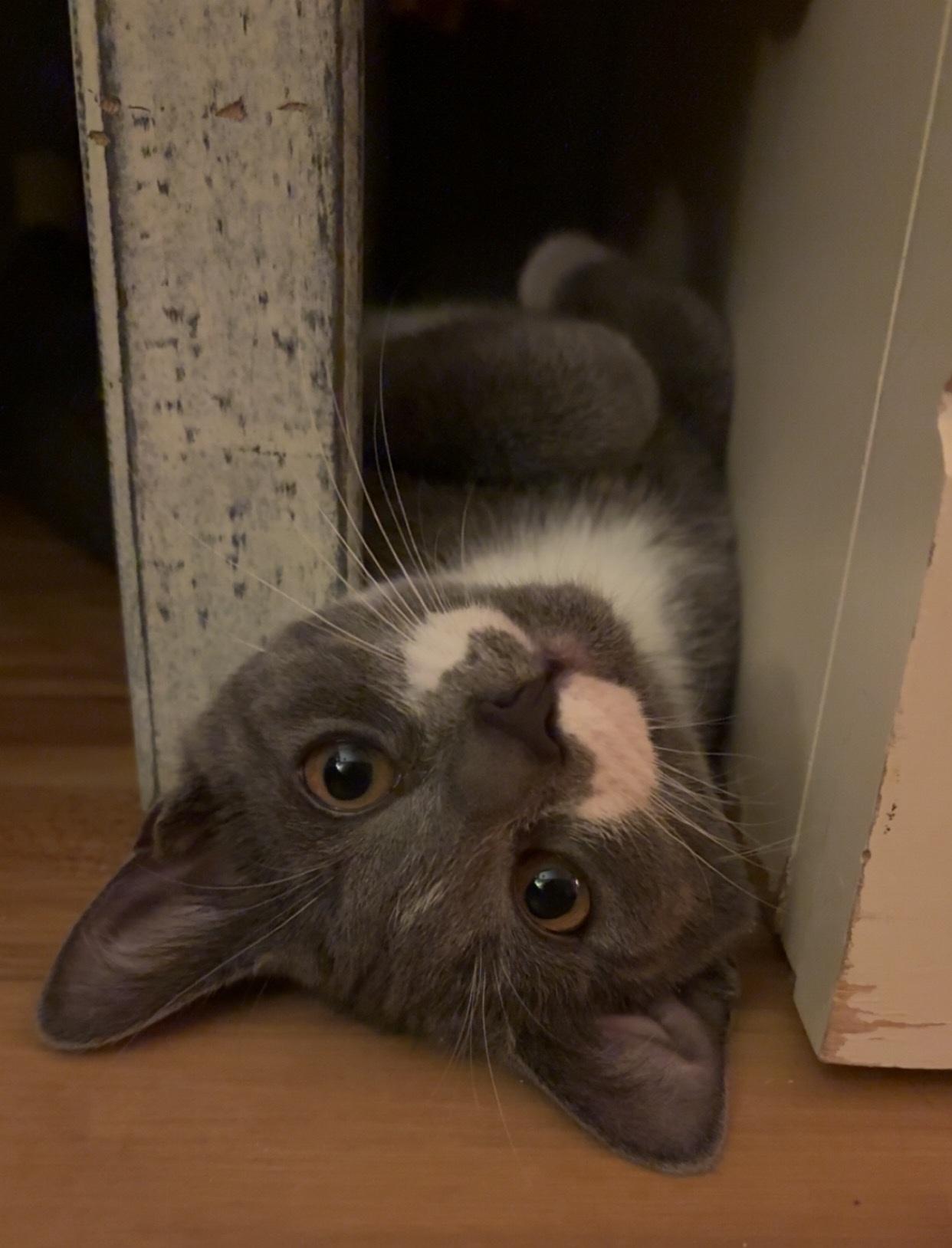 Enlarge Nesta and Azriel , a ADOPTABLE Domestic Short Hair in Bear, DE image 4/4