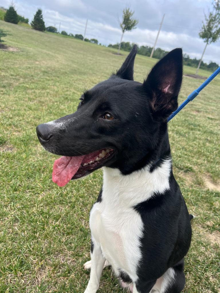 Enlarge Mercedes, a Adoptable mixed breed in Auburn, IN image 1/1