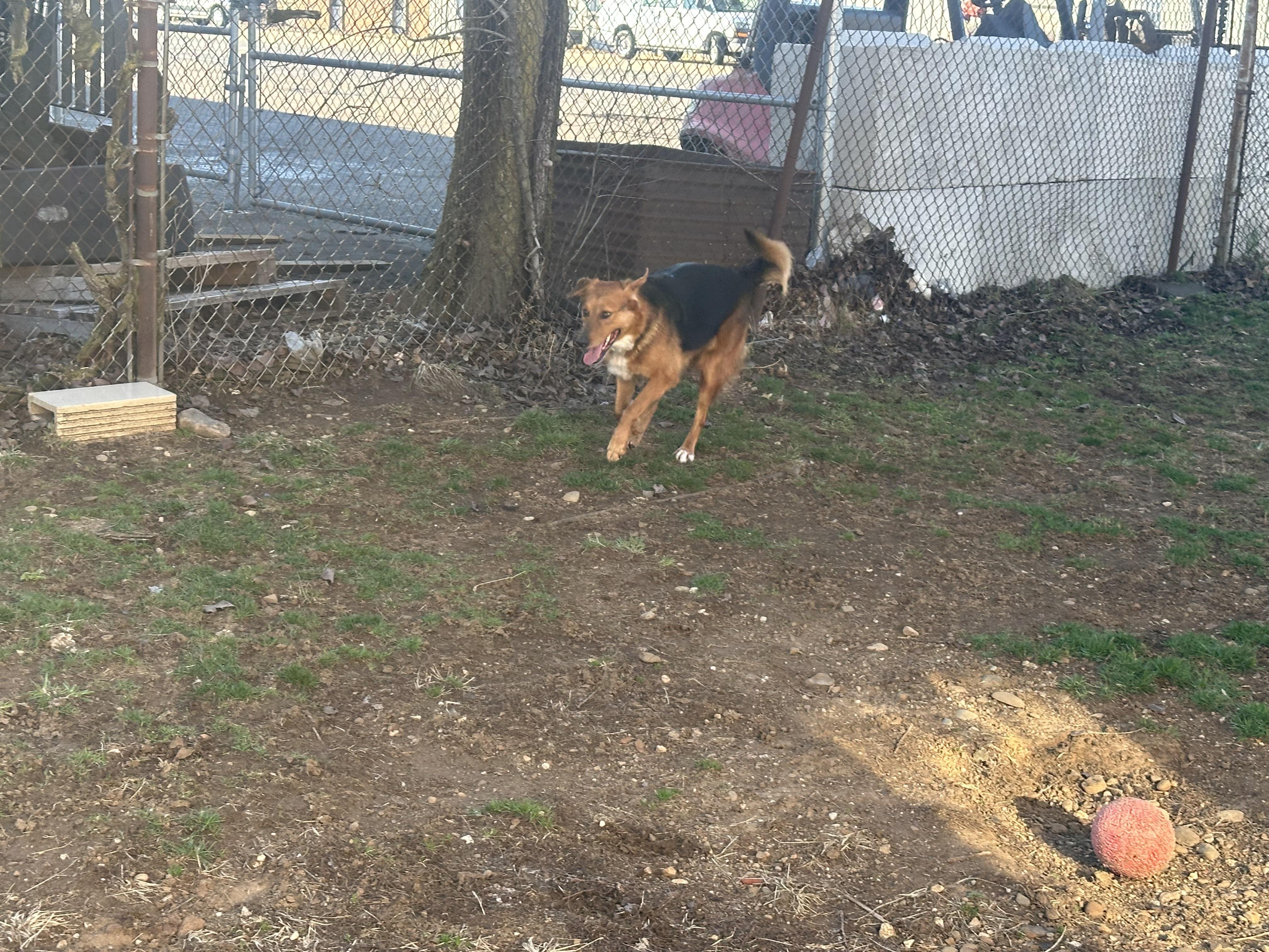 Enlarge Harley, a ADOPTABLE mixed breed in North Canton, OH image 2/3