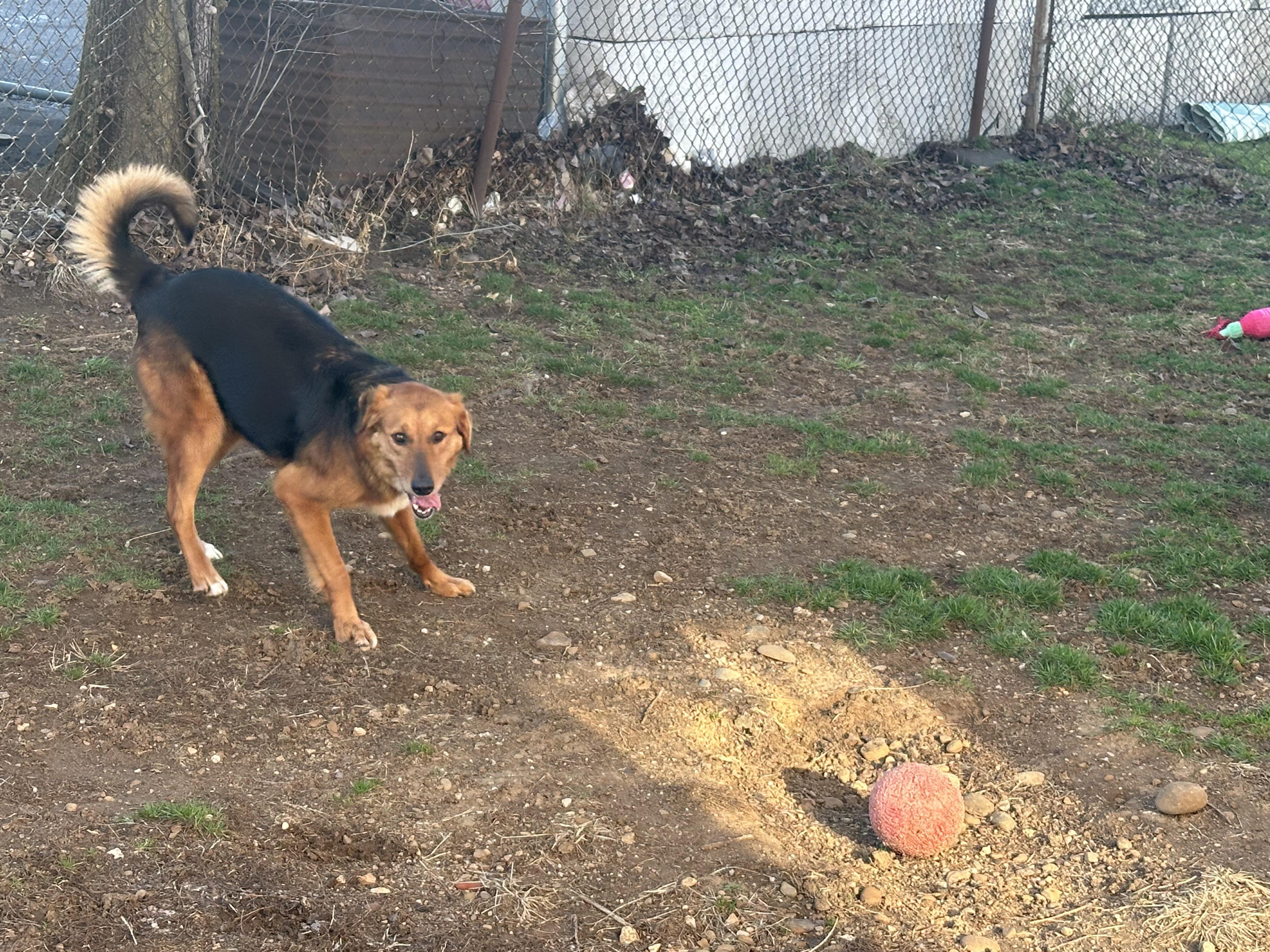 Enlarge Harley, a ADOPTABLE mixed breed in North Canton, OH image 1/3