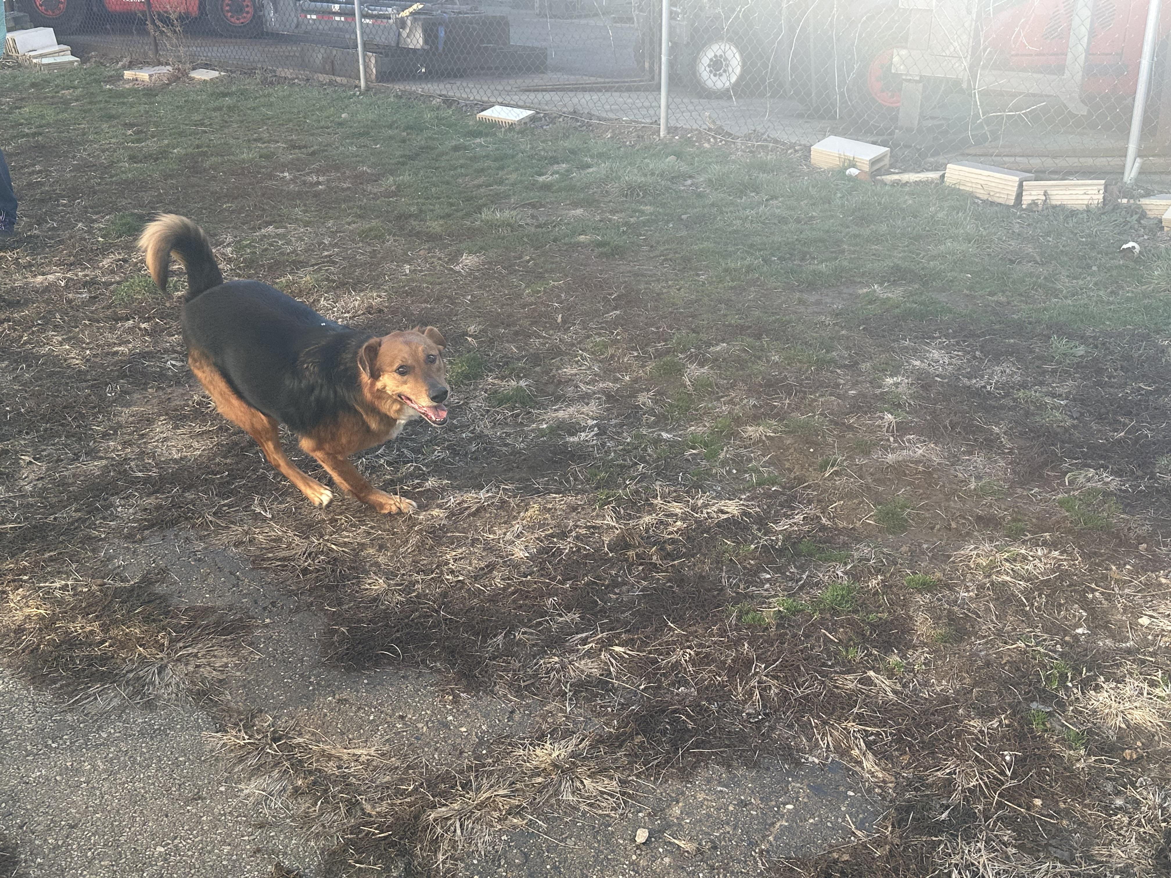 Enlarge Harley, a ADOPTABLE mixed breed in North Canton, OH image 3/3