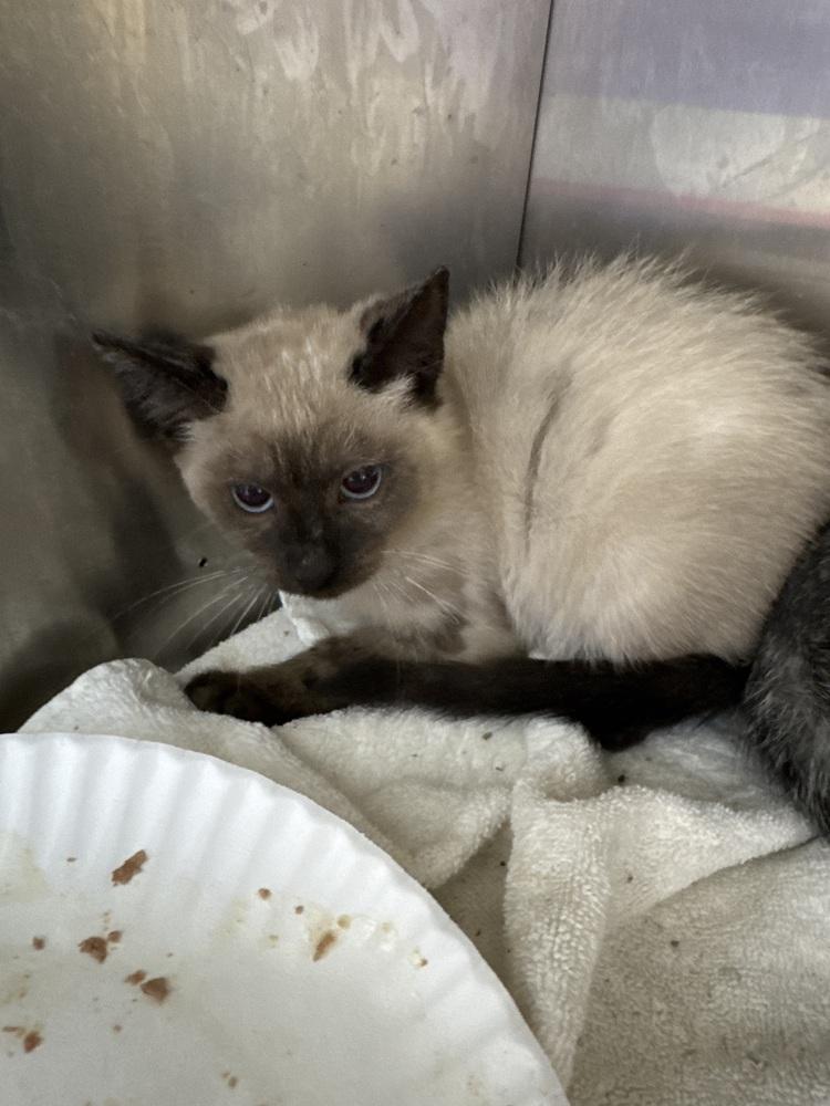 Ossie - Maroon, Adoptable, Kitten Male Domestic Short Hair.