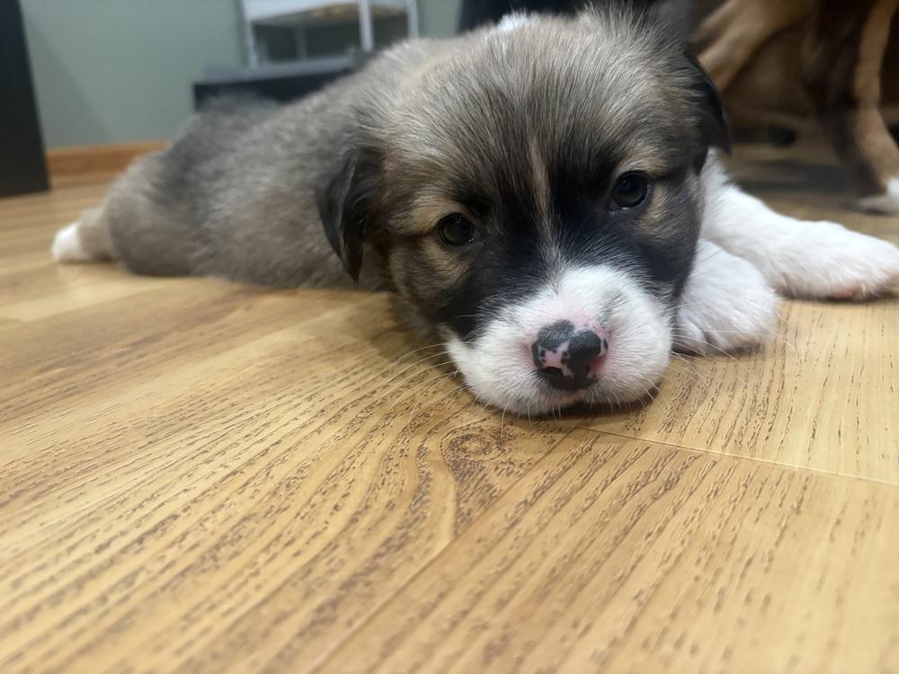 Shepherd (Available 02/20), a Adoptable mixed breed in Irwin, PA image 1/2