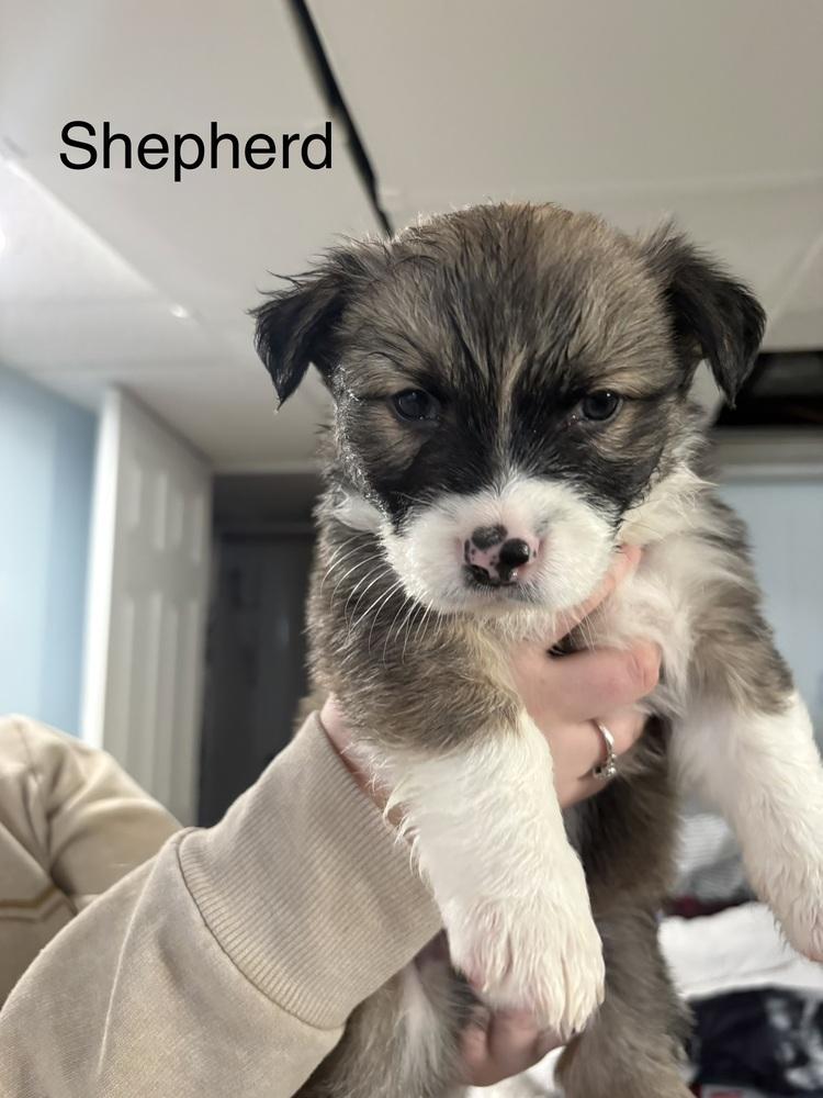 Shepherd (Available 02/20), a Adoptable mixed breed in Irwin, PA image 2/2