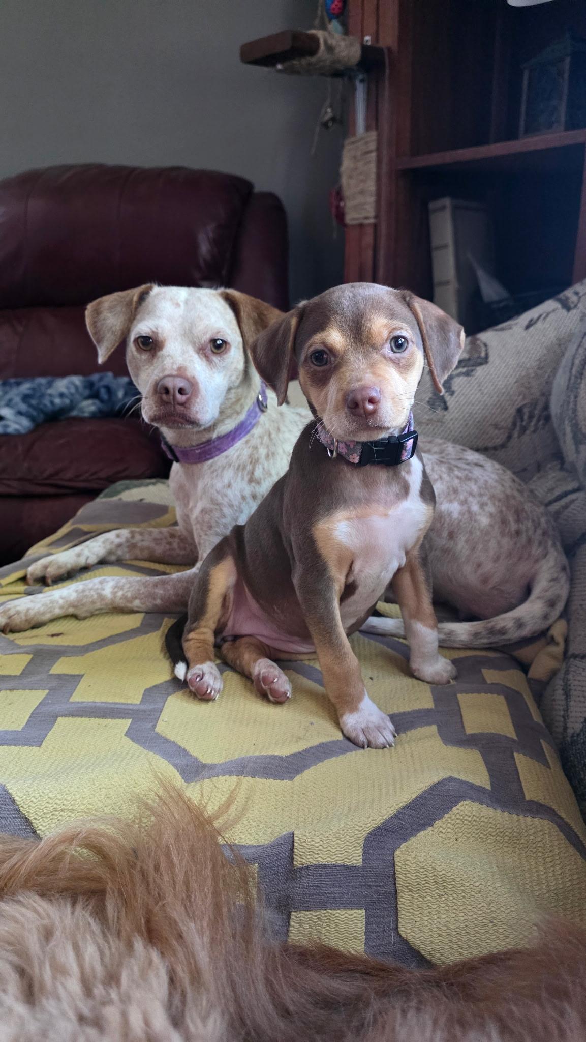 Enlarge Possum, a Adoptable mixed breed in Byron, IL image 5/6