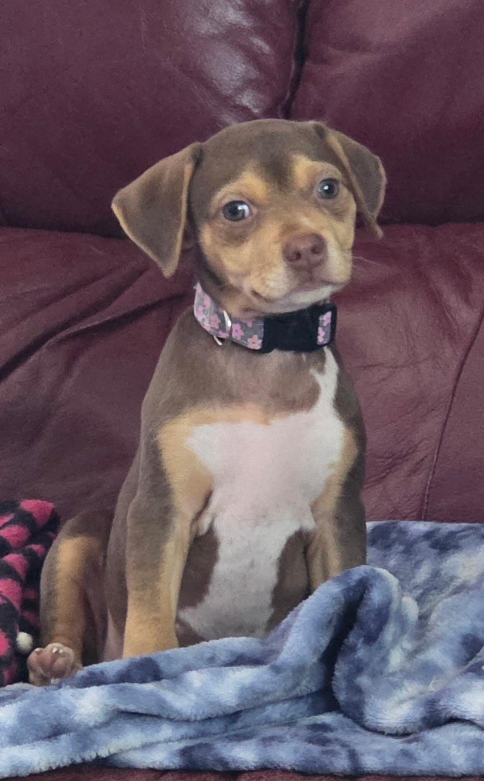 Enlarge Possum, a Adoptable mixed breed in Byron, IL image 1/6