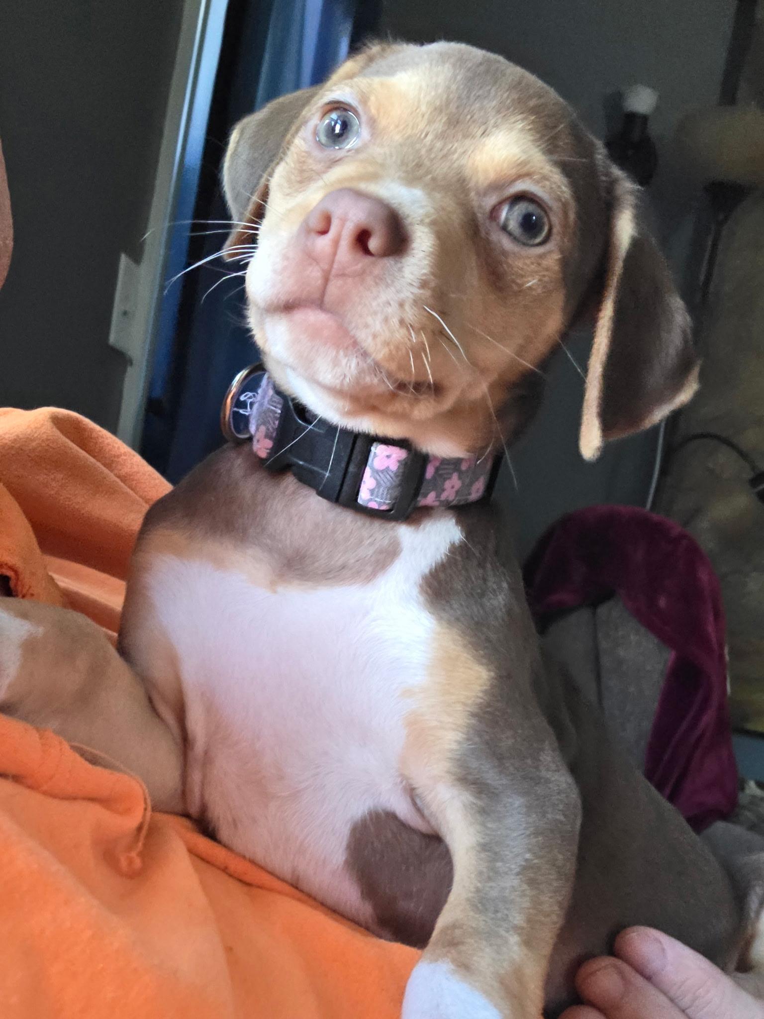 Enlarge Possum, a Adoptable mixed breed in Byron, IL image 6/6