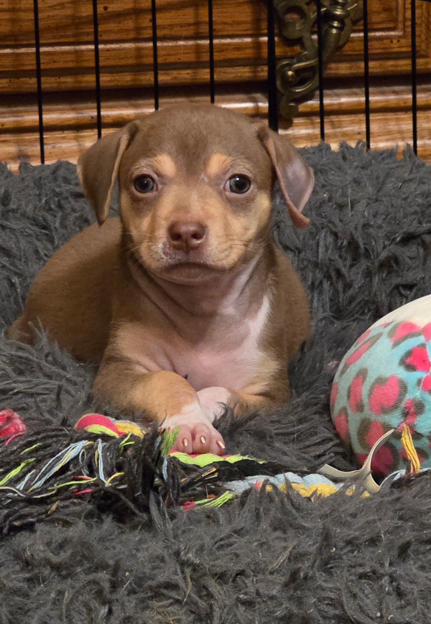 Enlarge Possum, a Adoptable mixed breed in Byron, IL image 3/6