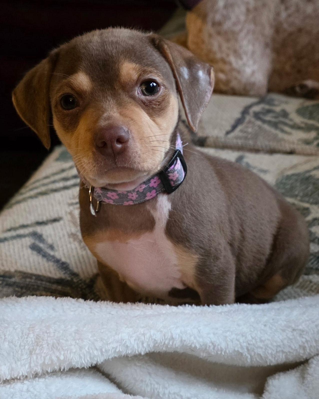 Enlarge Possum, a Adoptable mixed breed in Byron, IL image 2/6