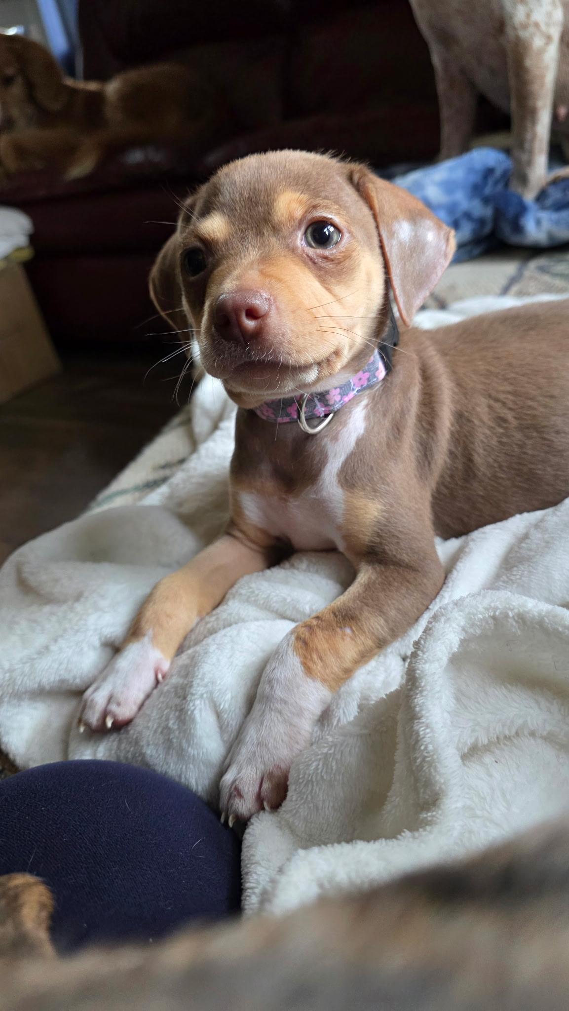 Enlarge Possum, a Adoptable mixed breed in Byron, IL image 4/6