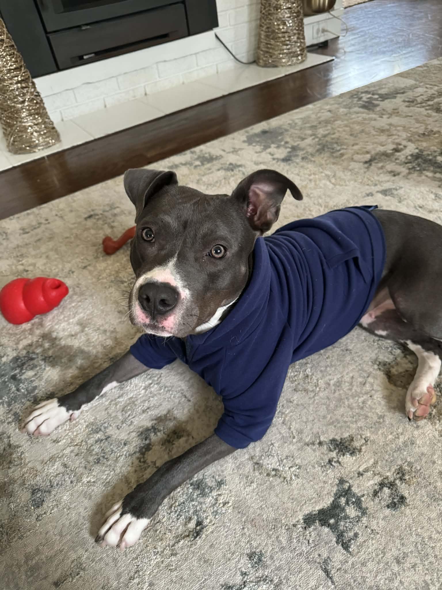 Enlarge Brook, a Adoptable mixed breed in Cleveland, OH image 1/6