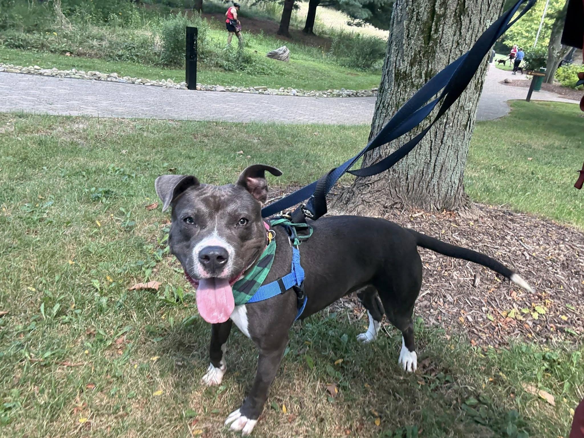 Brook, a Adoptable mixed breed in Cleveland, OH image 2/6