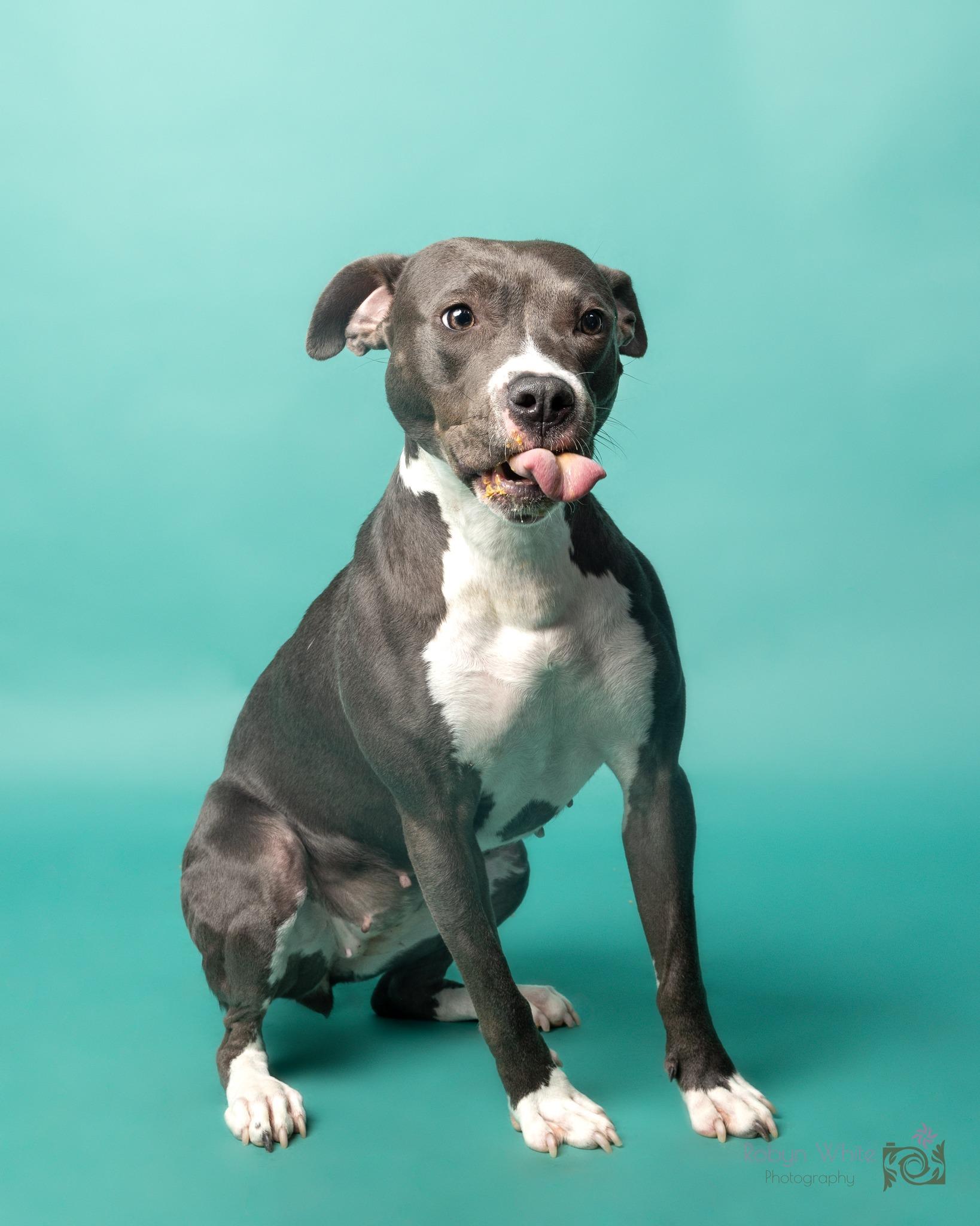 Brook, Adoptable, Young Female Pit Bull Terrier.