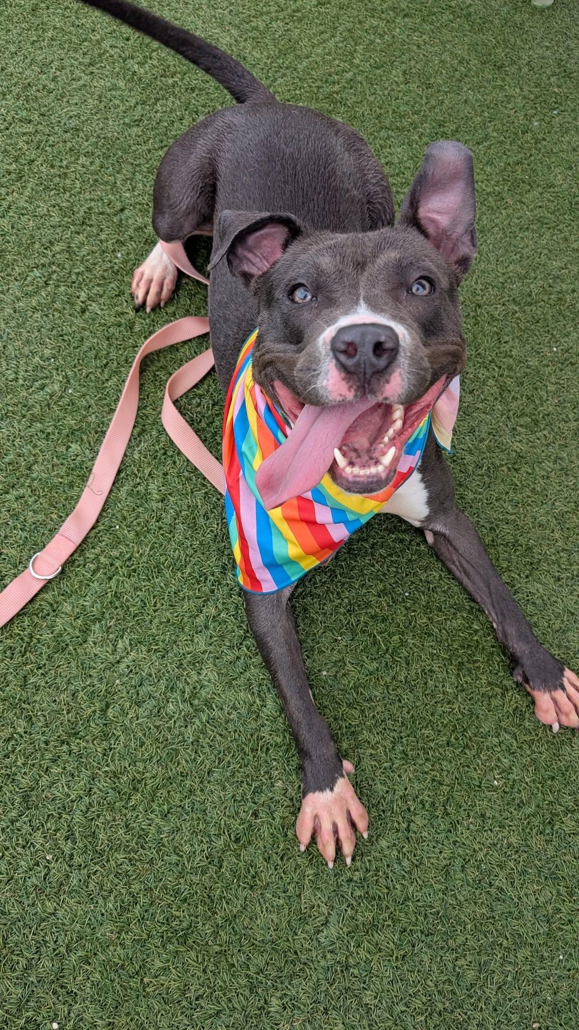 Brook, a Adoptable mixed breed in Cleveland, OH image 6/6