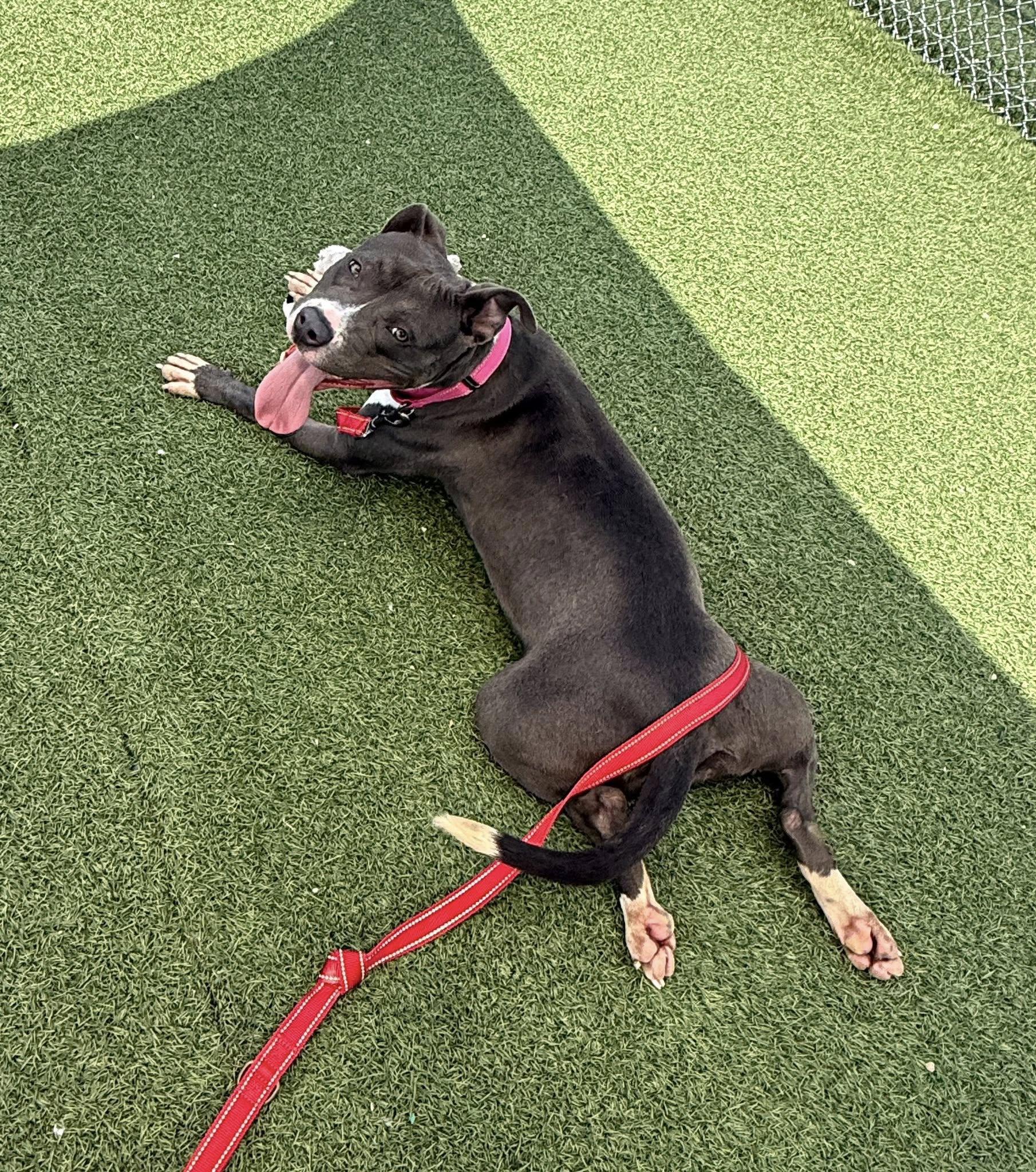 Brook, a Adoptable mixed breed in Cleveland, OH image 4/6