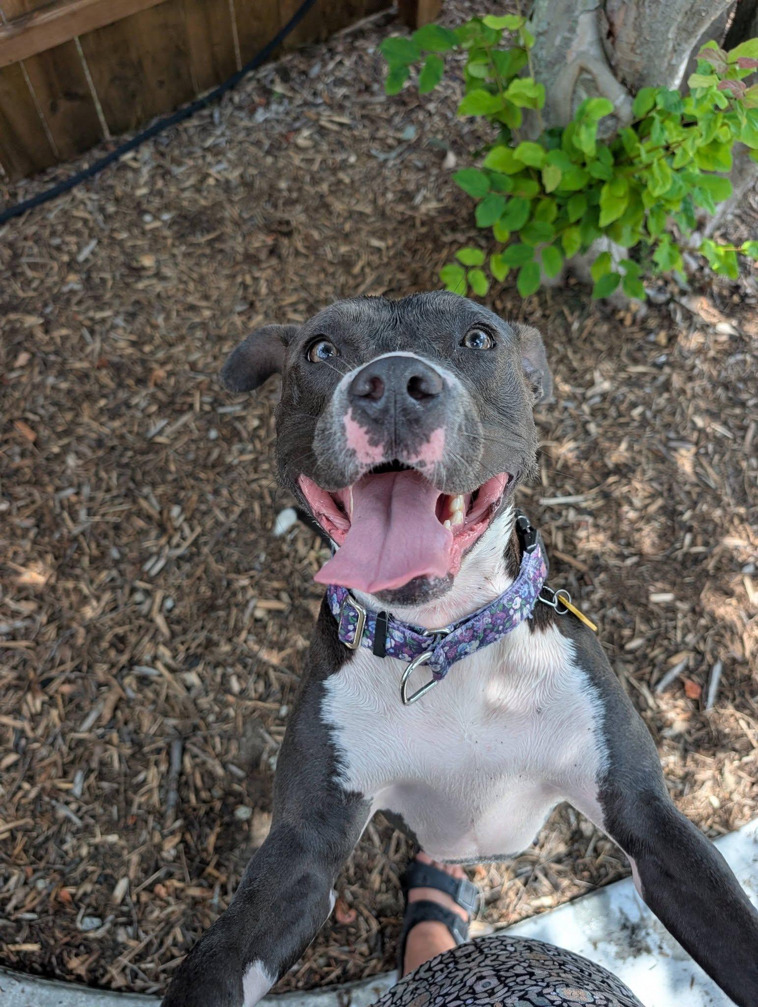 Brook, Adoptable, Young Female Pit Bull Terrier.