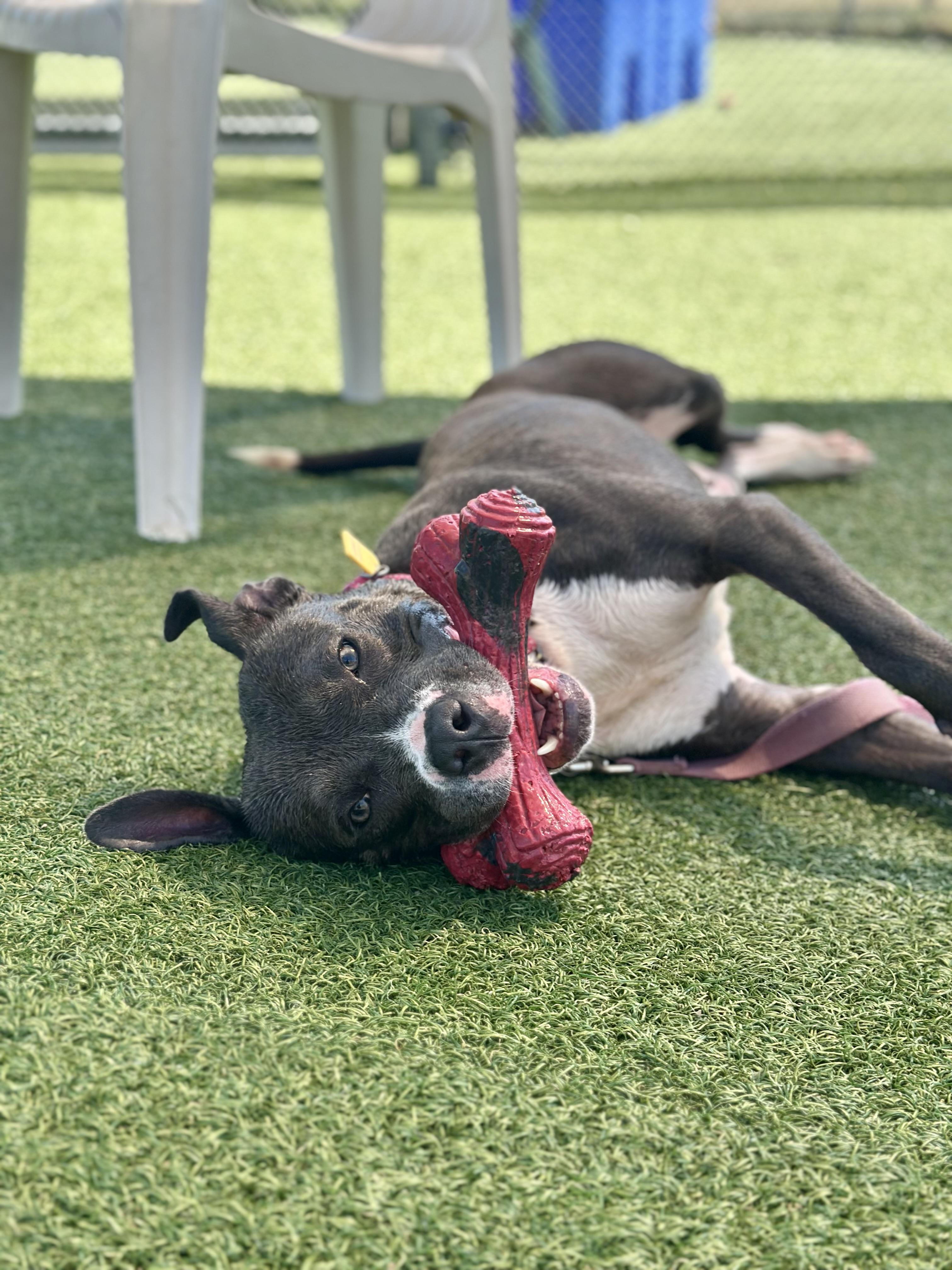 Brook, Adoptable, Young Female Pit Bull Terrier.