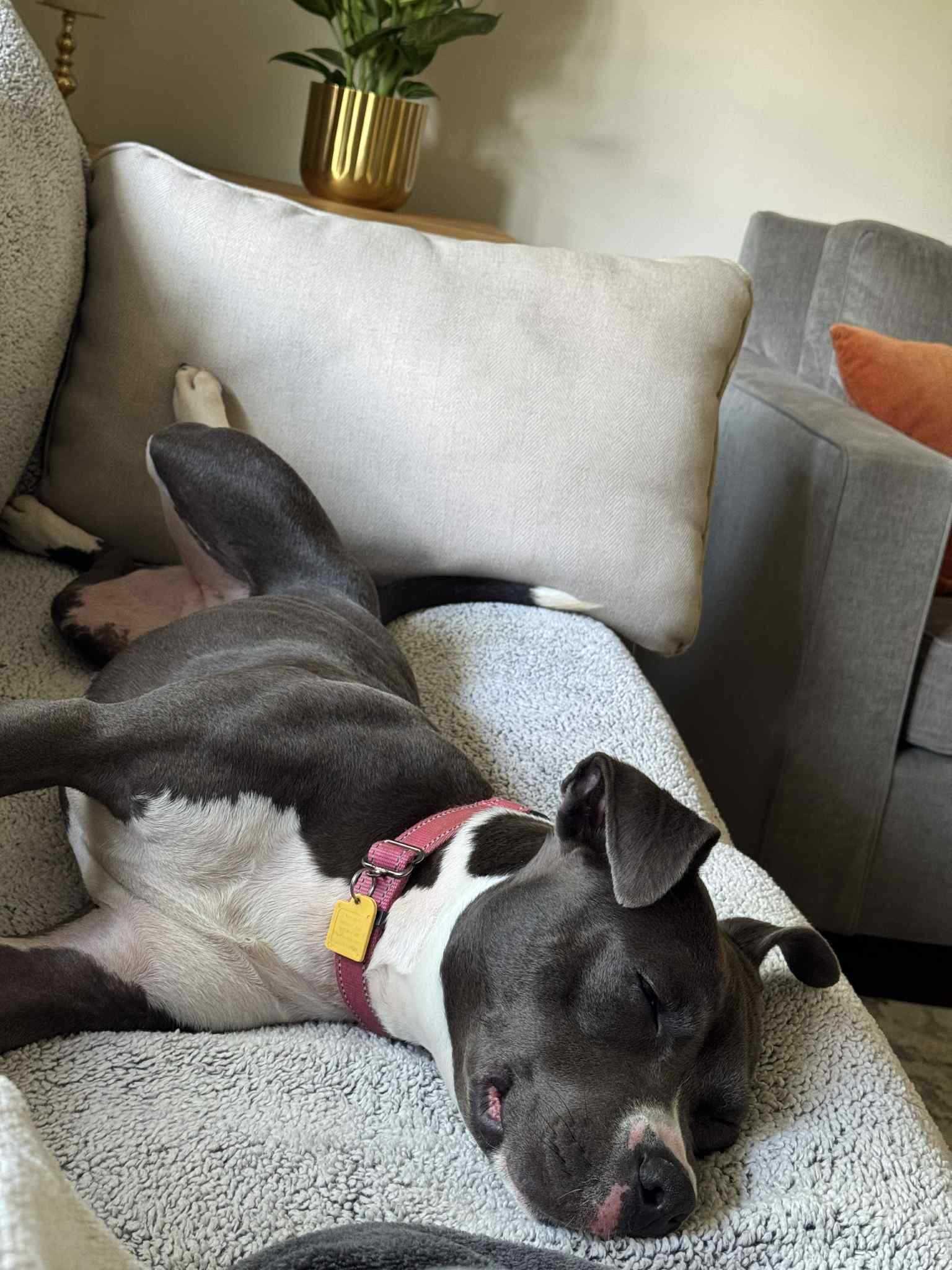 Brook, a Adoptable mixed breed in Cleveland, OH image 5/6