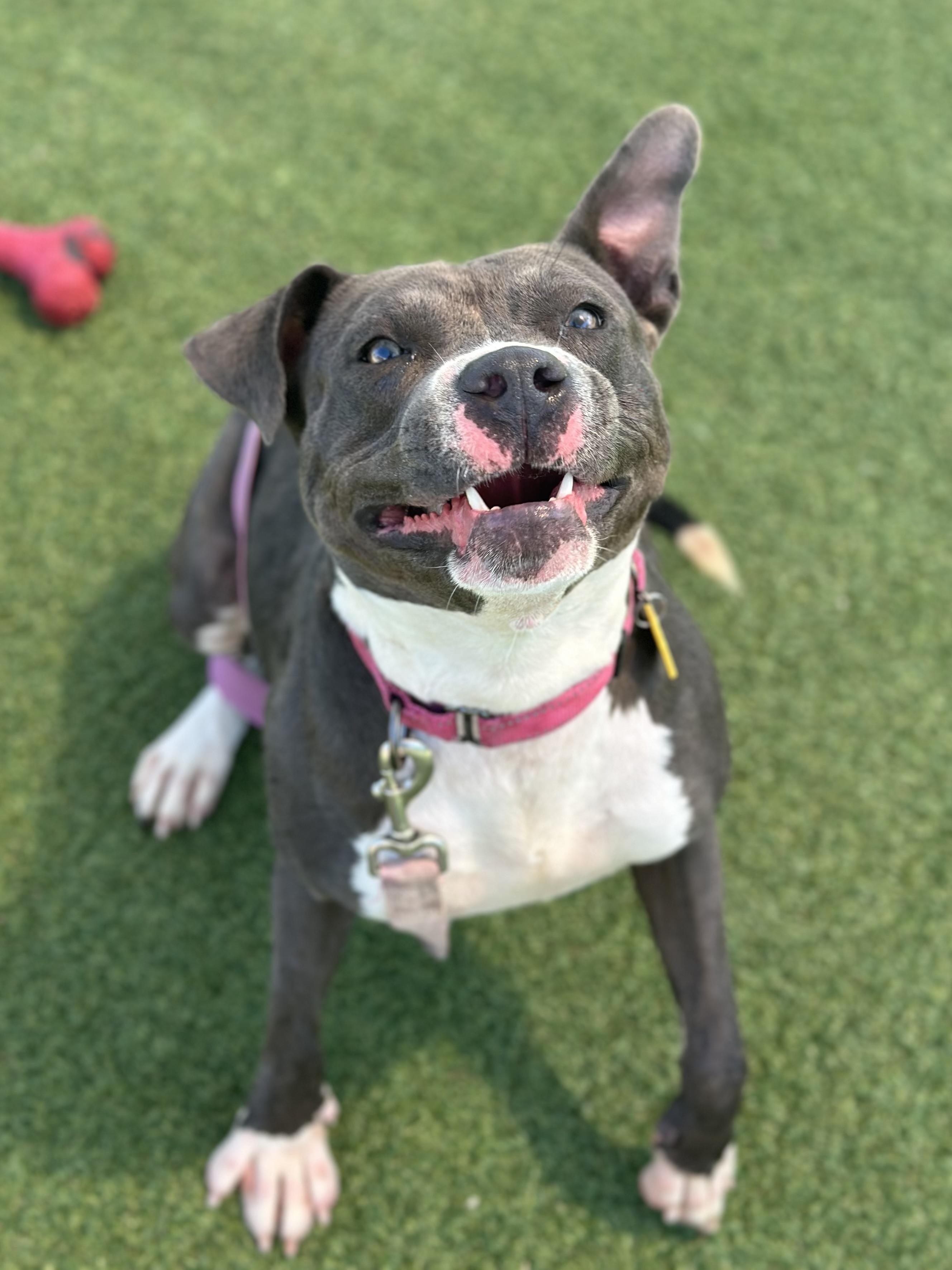 Brook, a Adoptable mixed breed in Cleveland, OH image 3/6