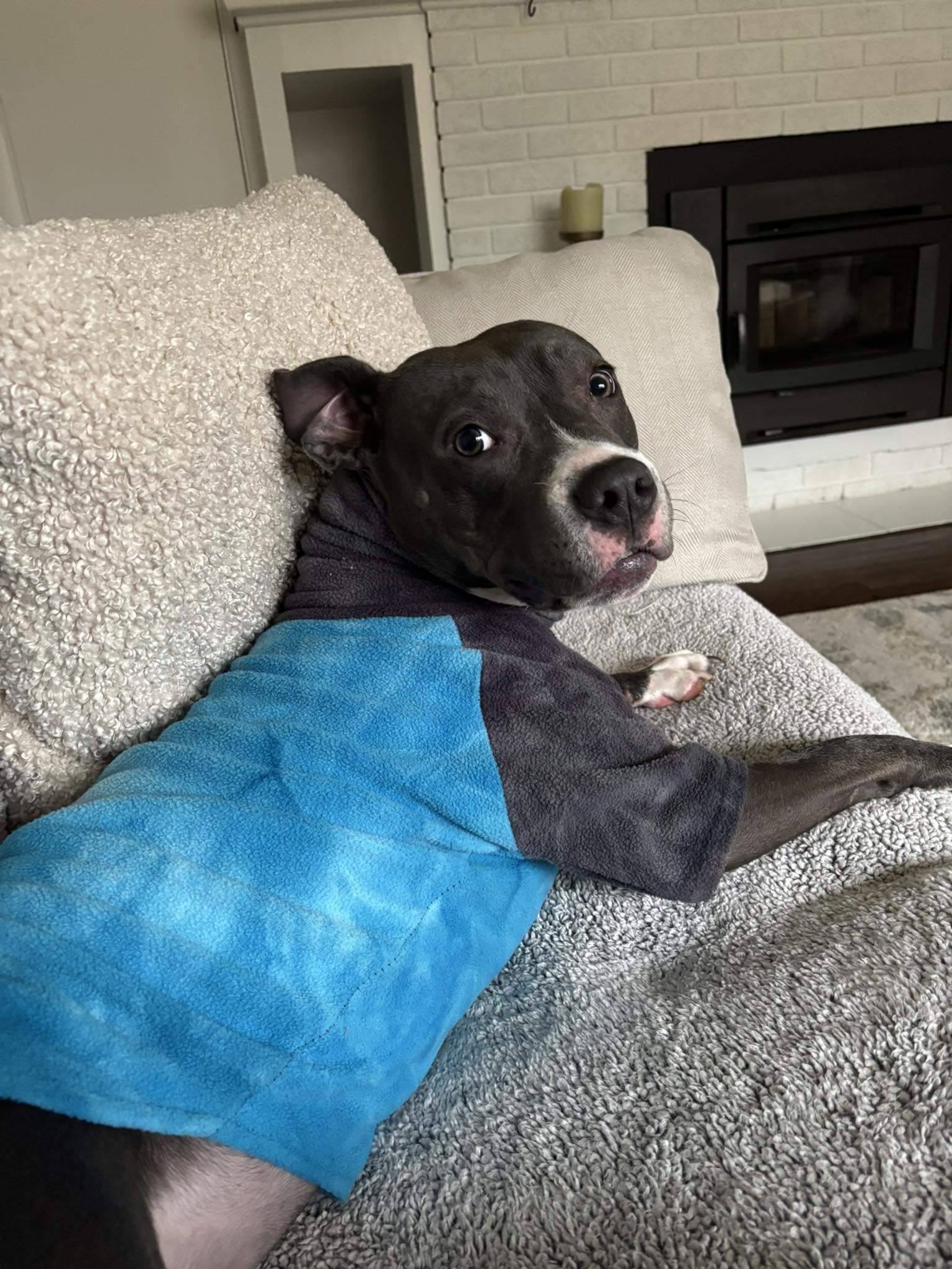 Enlarge Brook, a Adoptable mixed breed in Cleveland, OH image 6/6