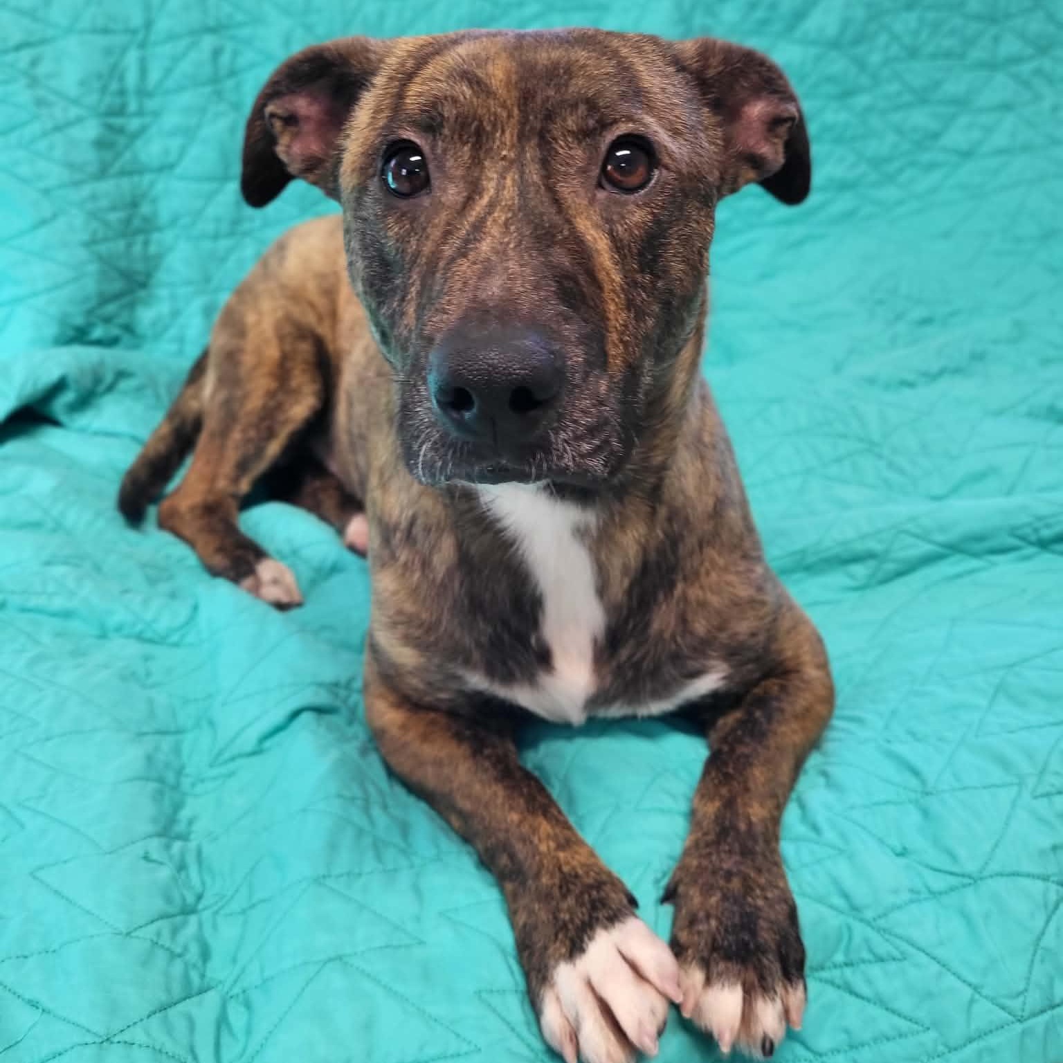 Enlarge Bruno, a ADOPTABLE Mixed Breed in Sunderland, MD image 5/6