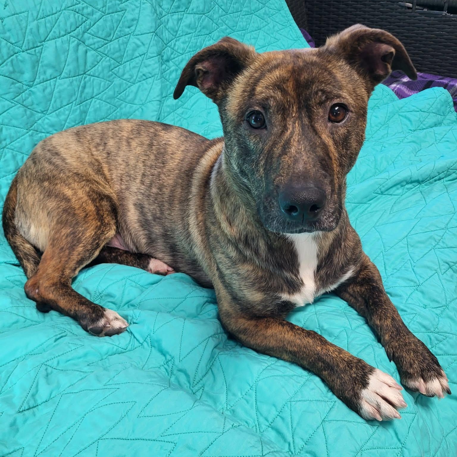 Enlarge Bruno, a ADOPTABLE Mixed Breed in Sunderland, MD image 1/6