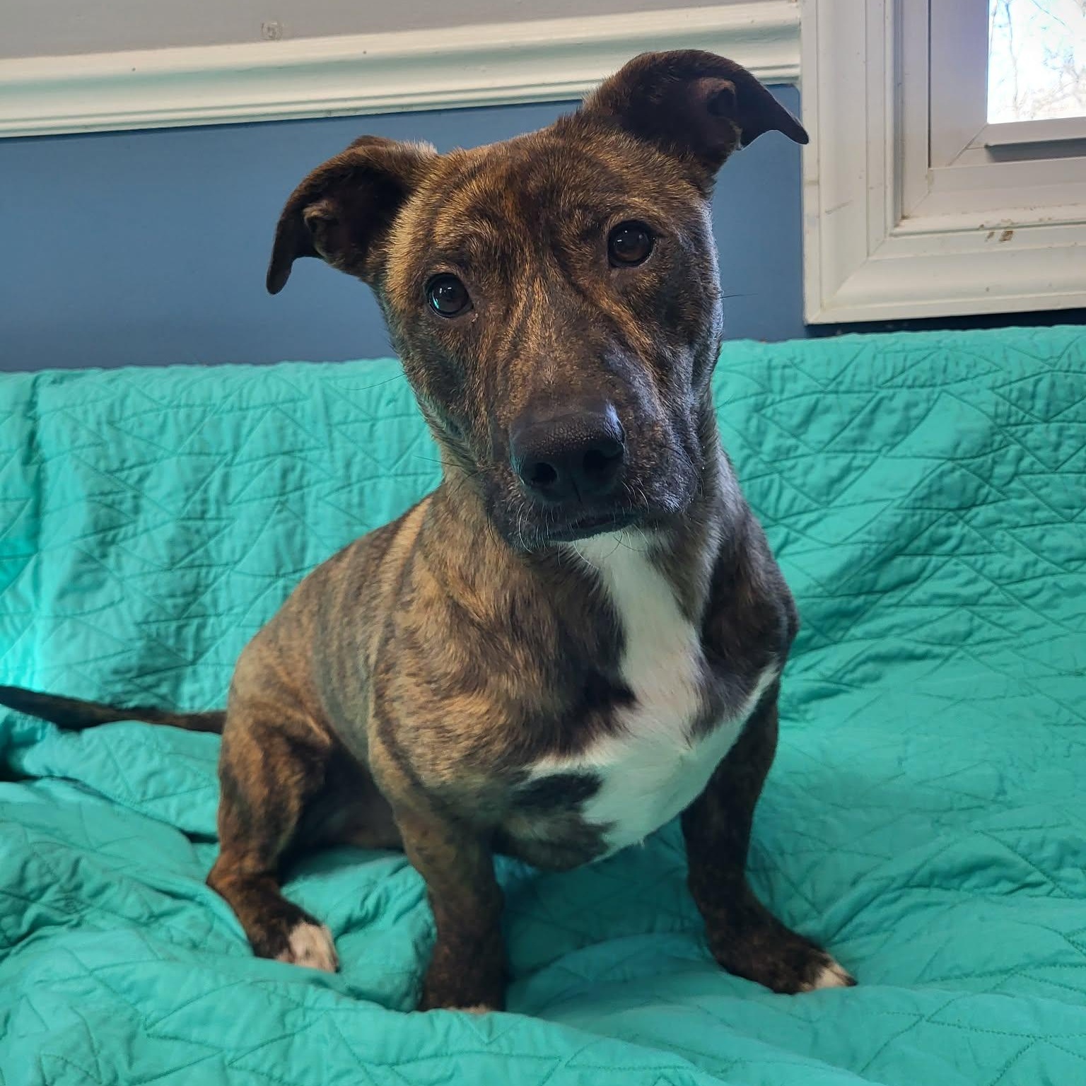 Enlarge Bruno, a ADOPTABLE Mixed Breed in Sunderland, MD image 3/6