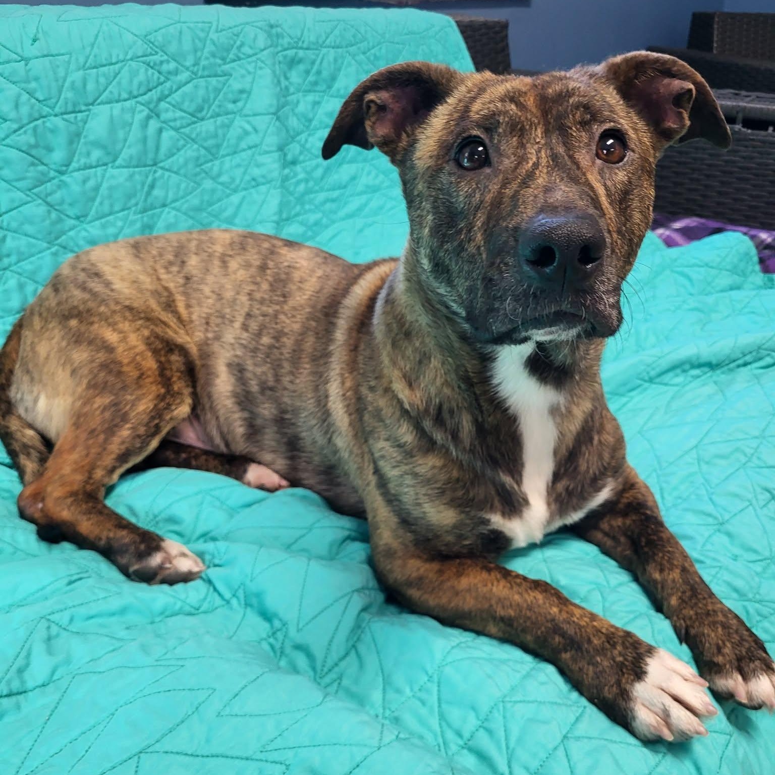 Enlarge Bruno, a ADOPTABLE Mixed Breed in Sunderland, MD image 2/6