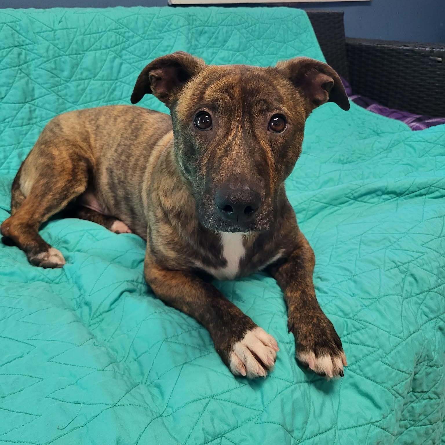 Enlarge Bruno, a ADOPTABLE Mixed Breed in Sunderland, MD image 6/6