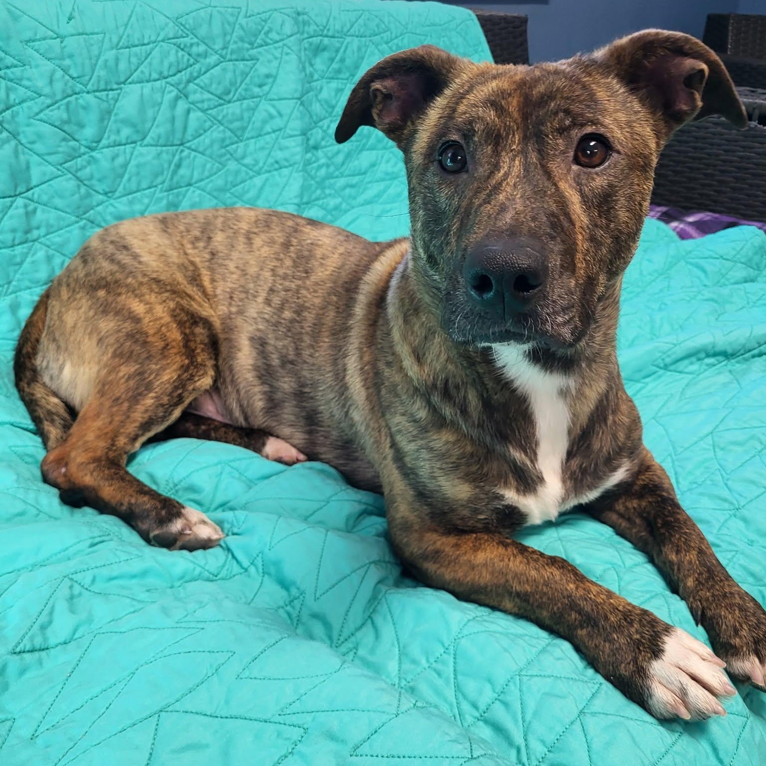 Enlarge Bruno, a ADOPTABLE Mixed Breed in Sunderland, MD image 4/6