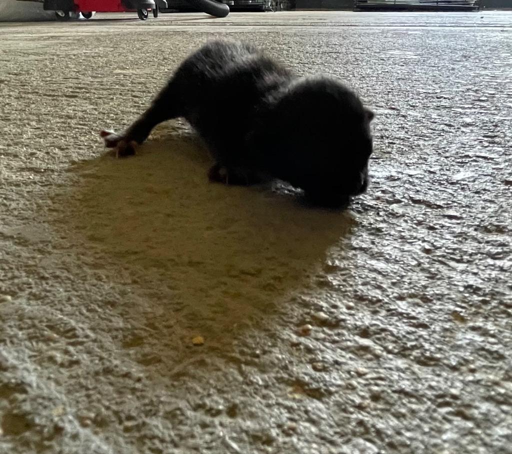 Z kitten 1, Adoptable, Kitten Male Domestic Short Hair.