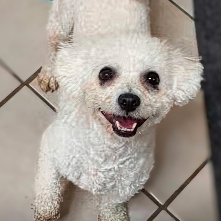 Enlarge Sugar, an adopted Poodle in Painesville, OH image 4/5