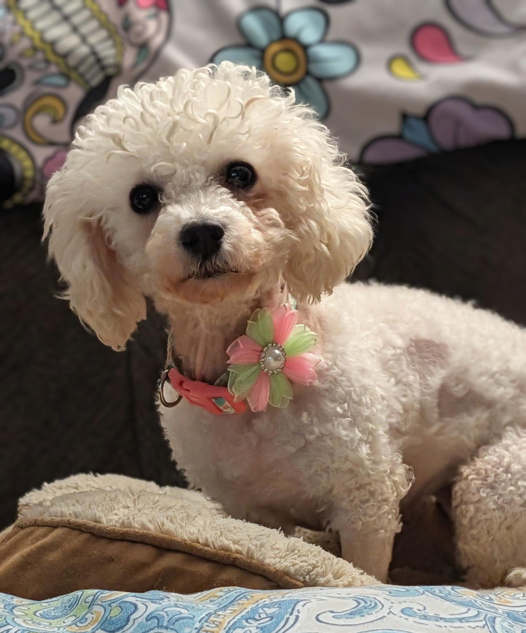Enlarge Sugar, an adopted Poodle in Painesville, OH image 2/5